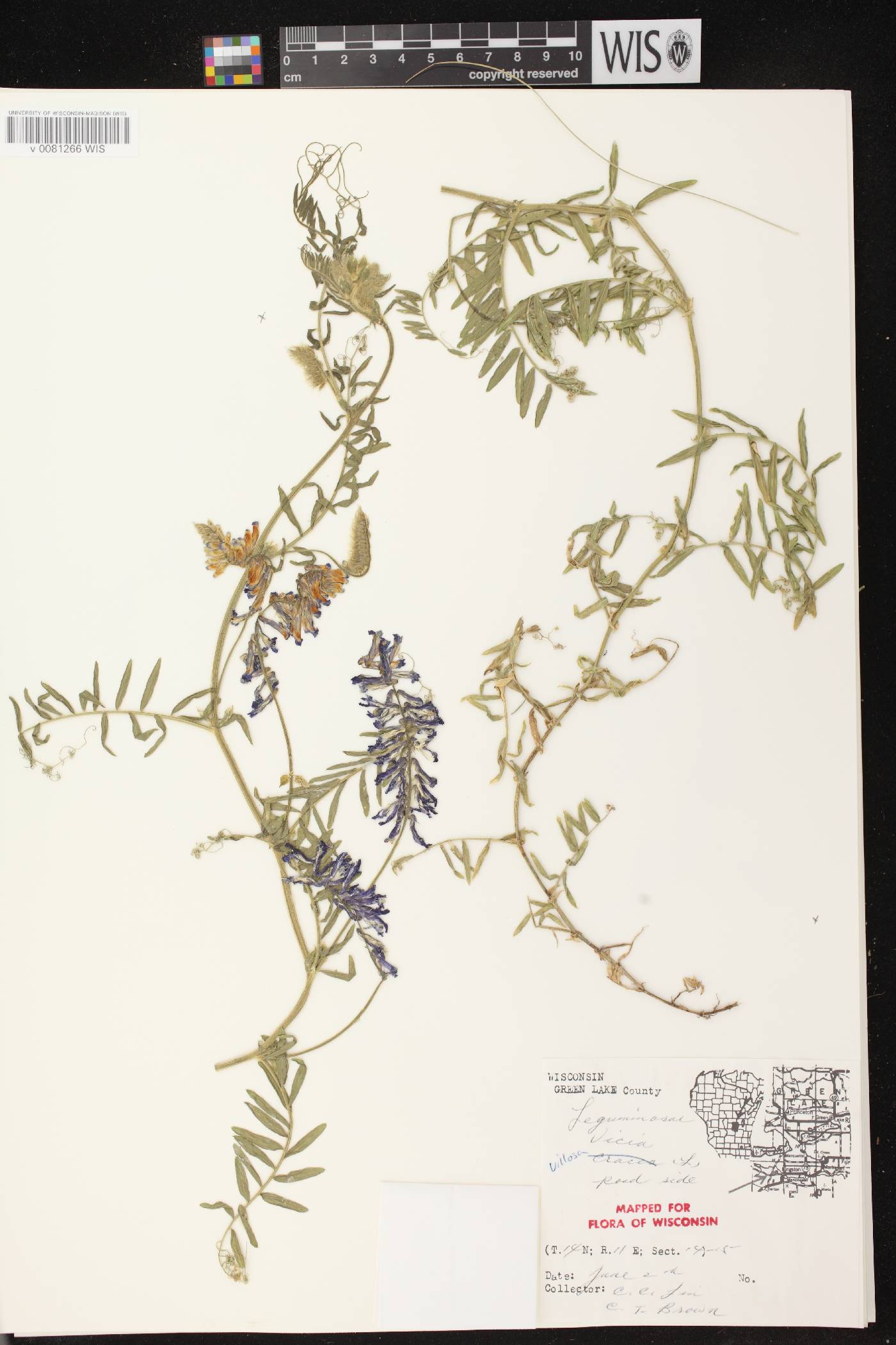 Vicia villosa image