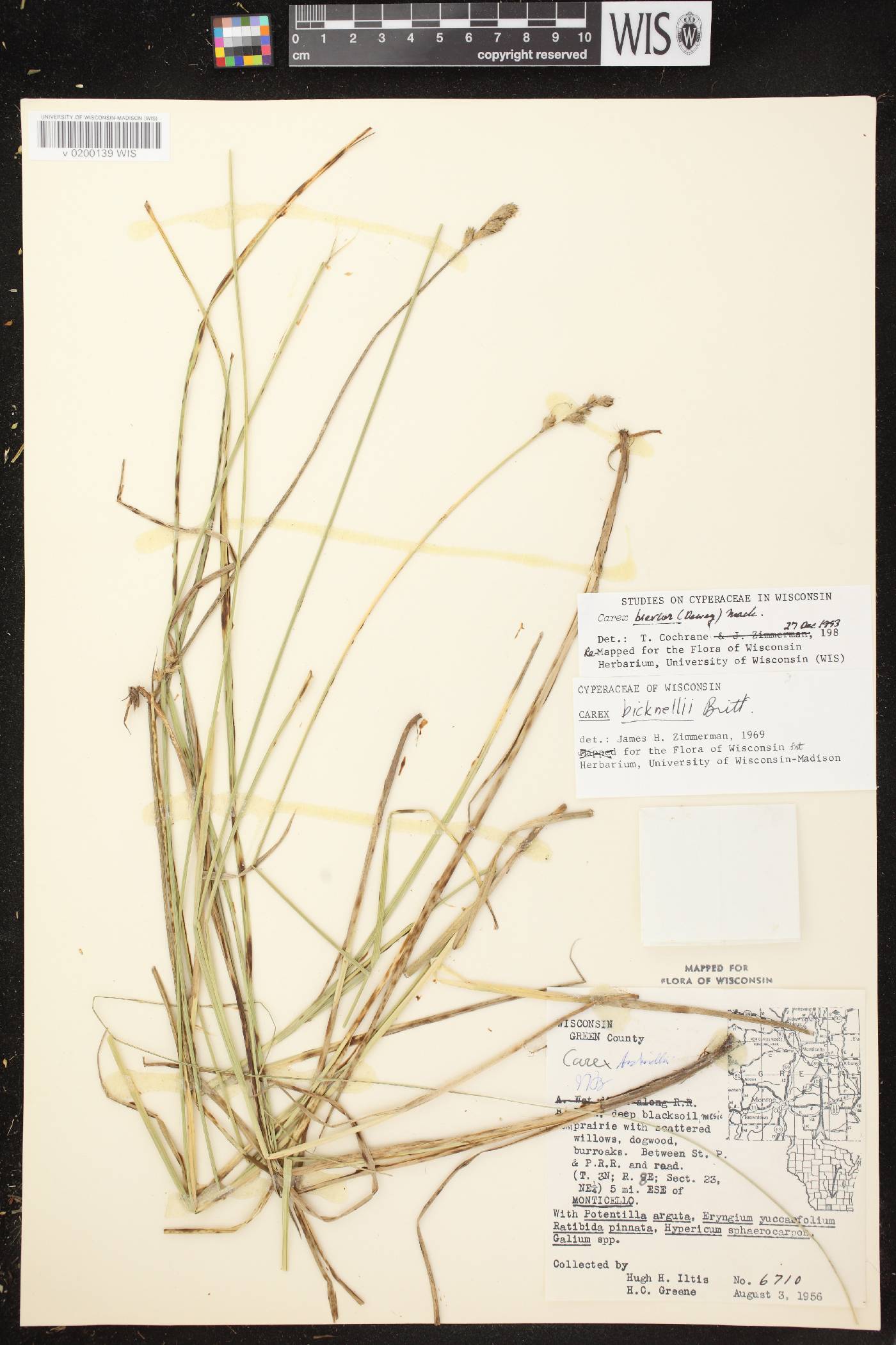 Carex brevior image