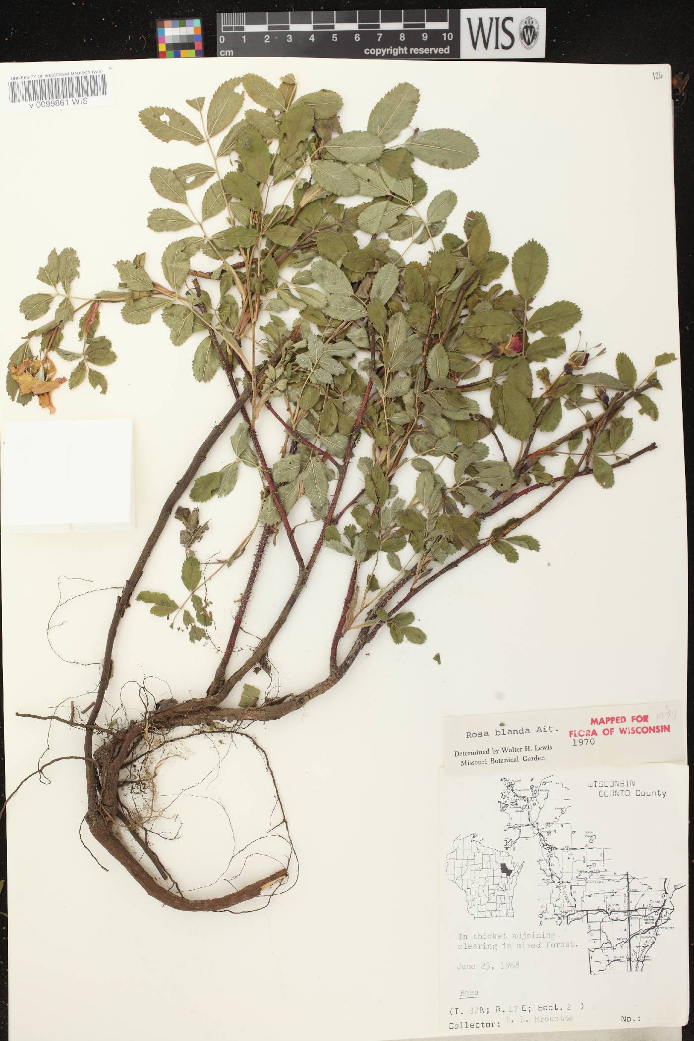 Rosa blanda image