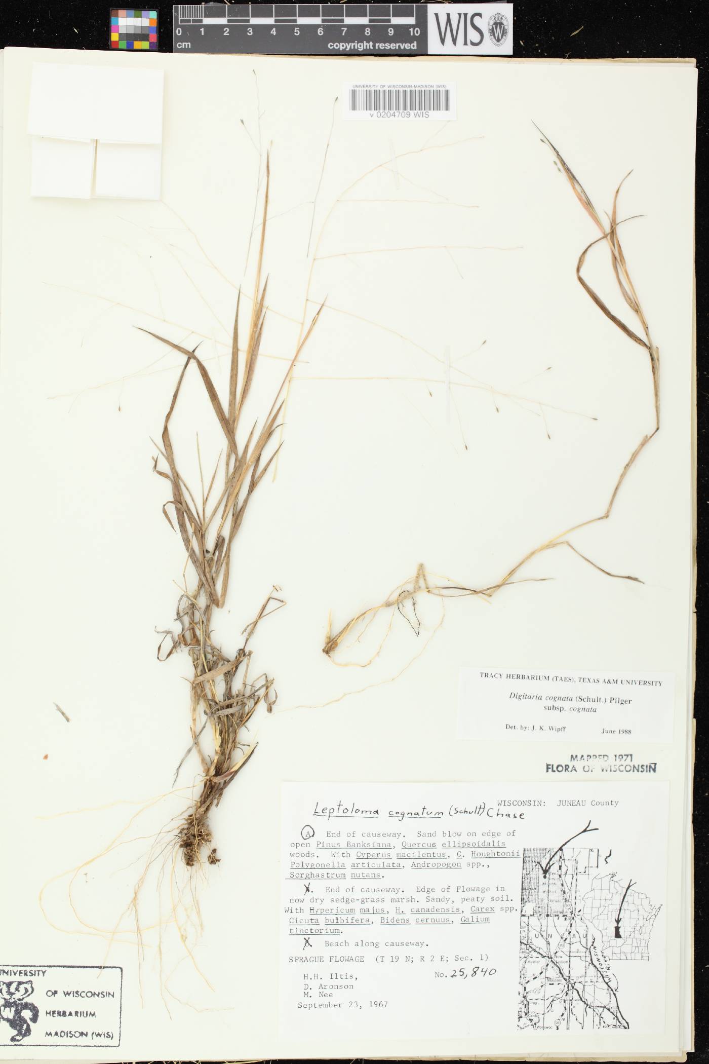 Digitaria cognata image
