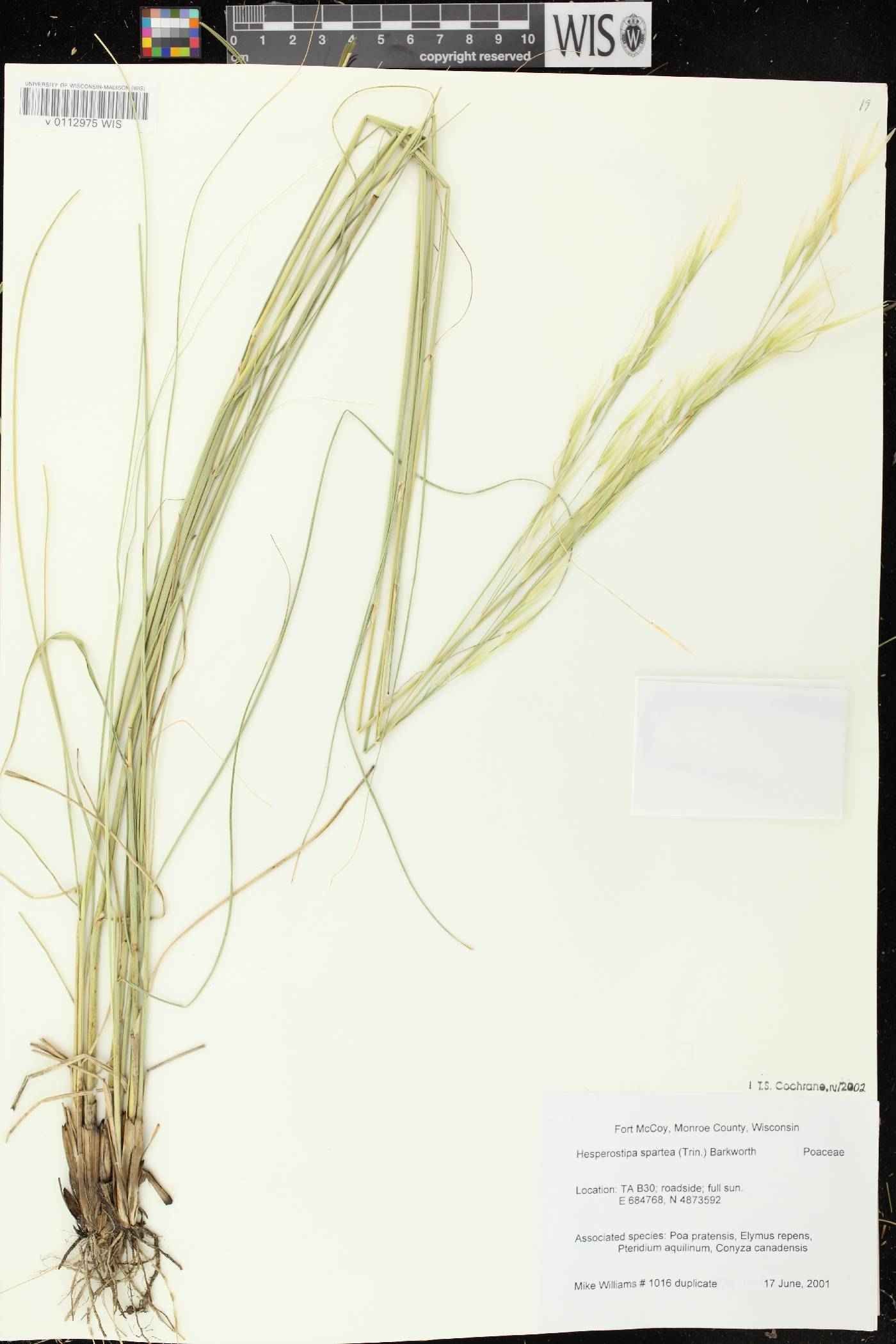 Hesperostipa spartea image
