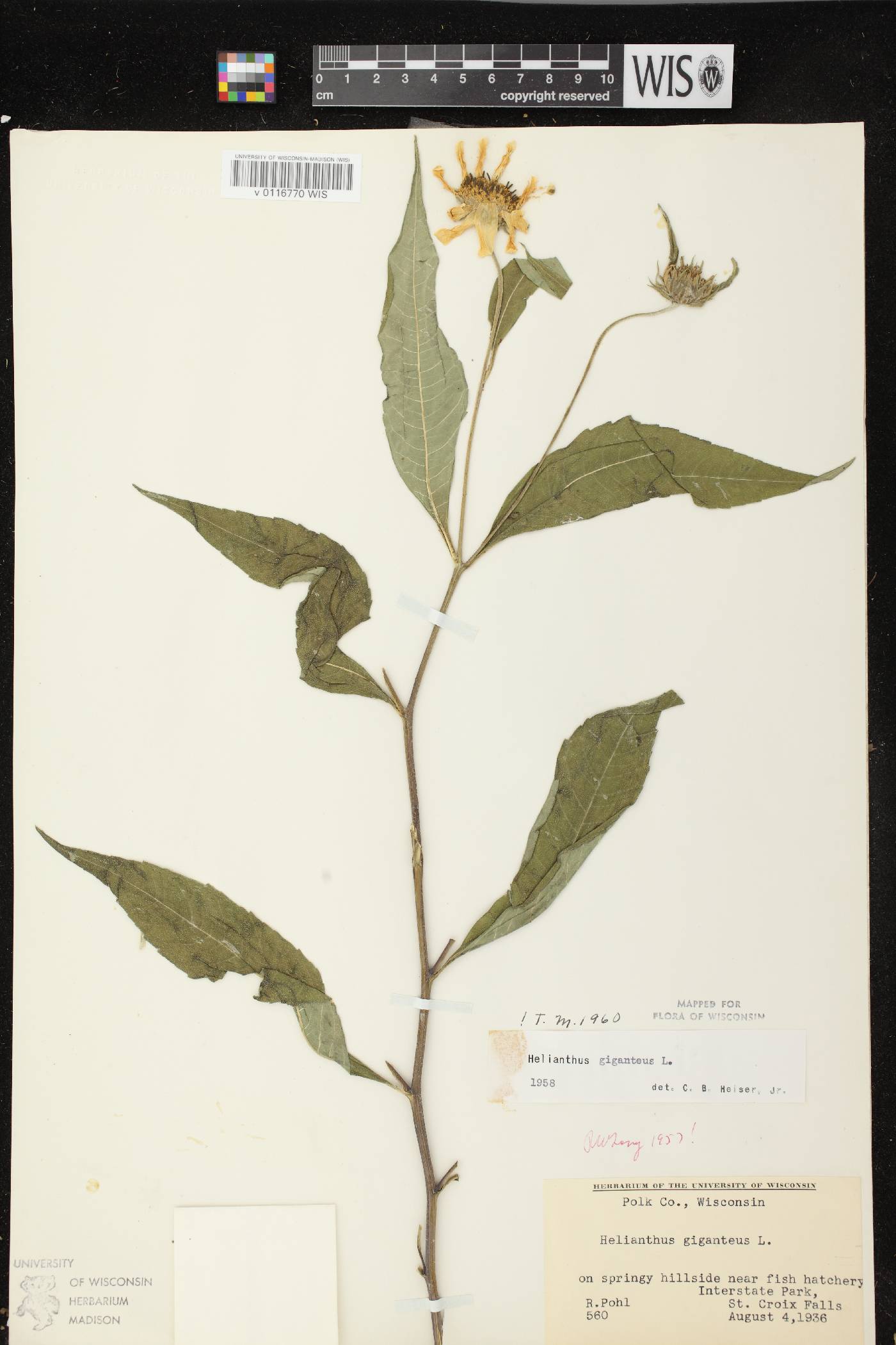 Helianthus giganteus image