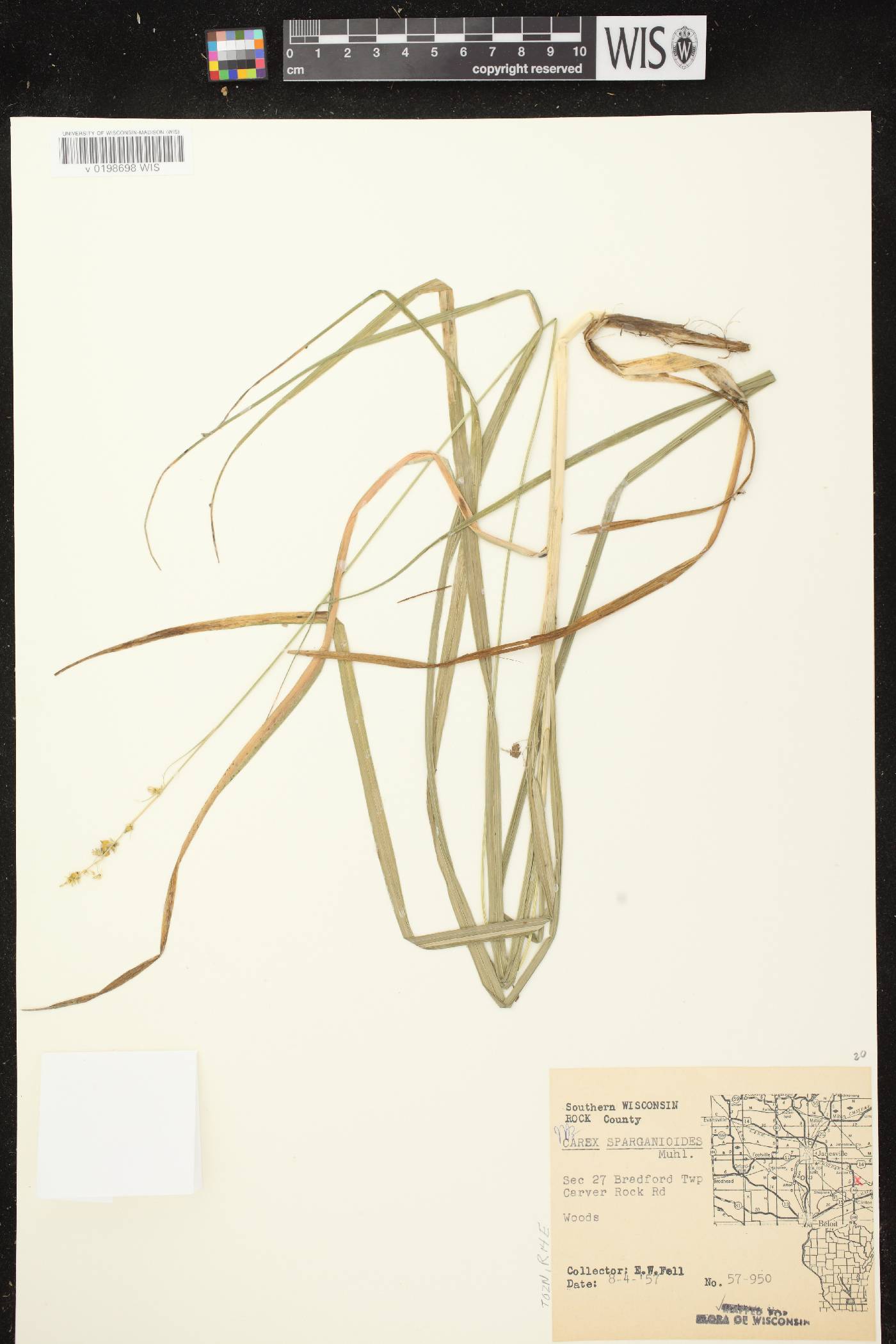 Carex sparganioides image