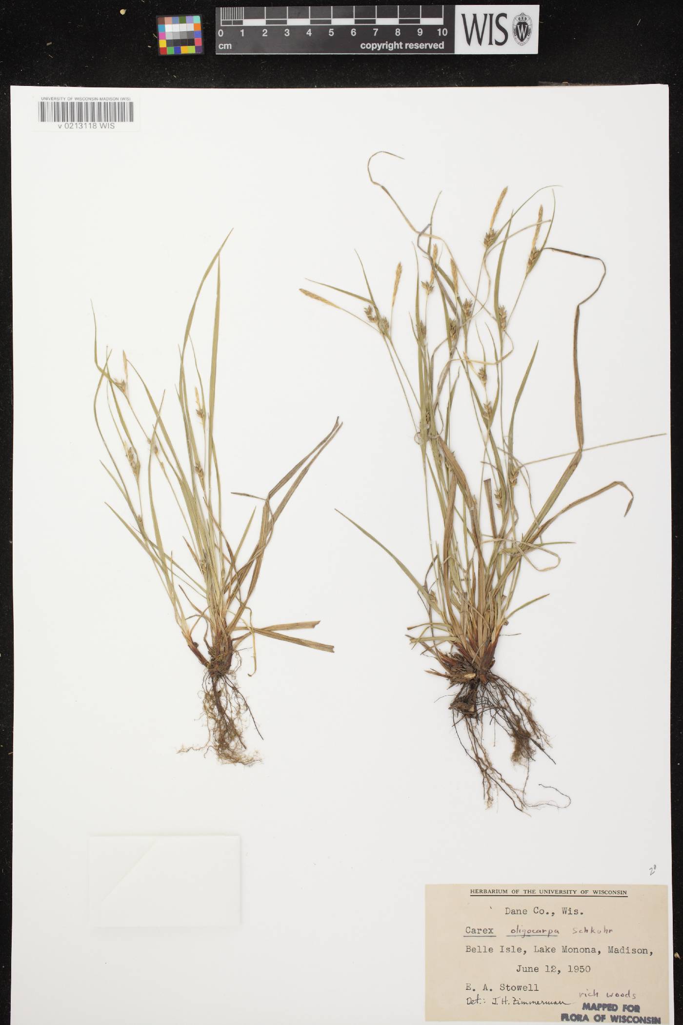 Carex oligocarpa image