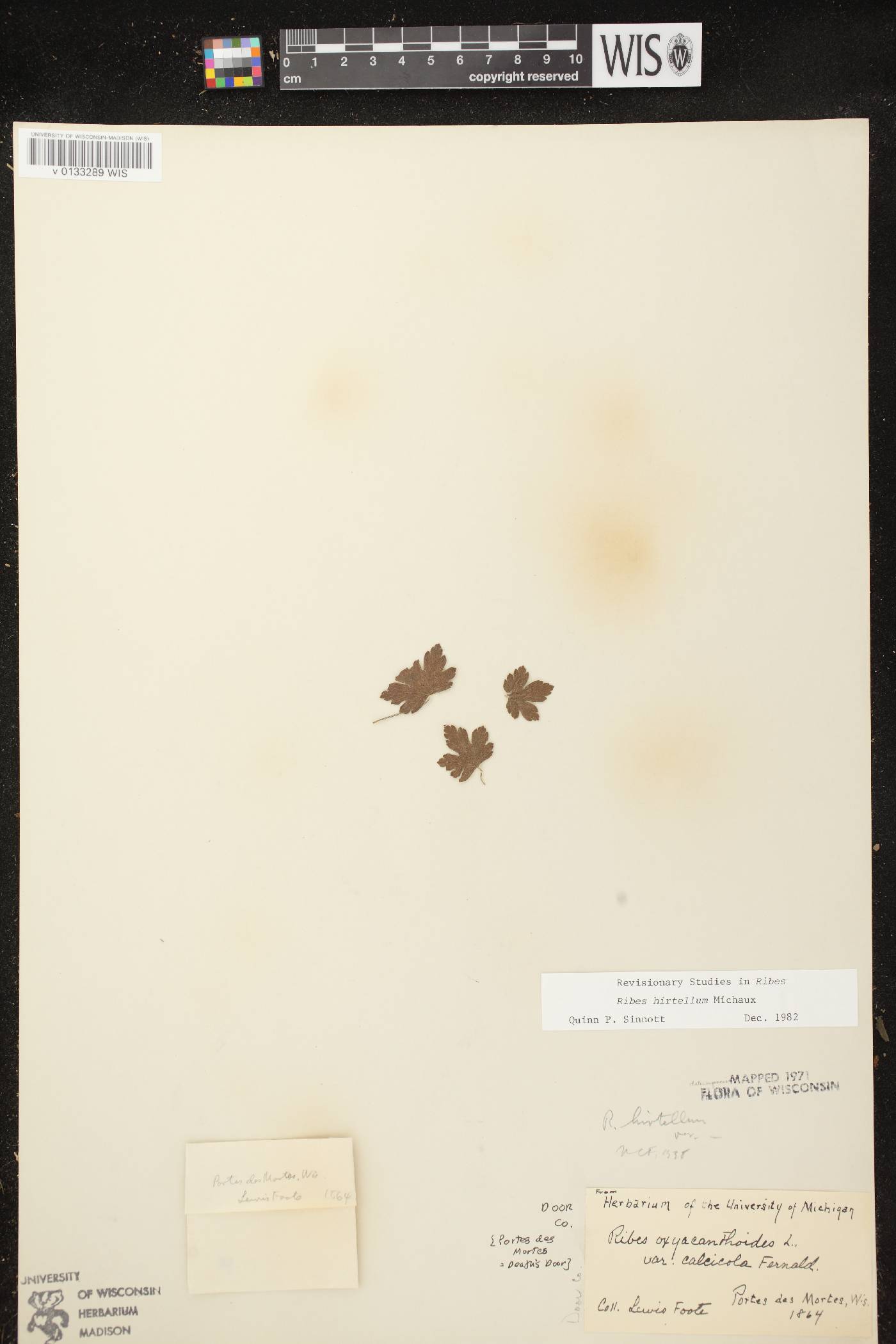 Ribes hirtellum image