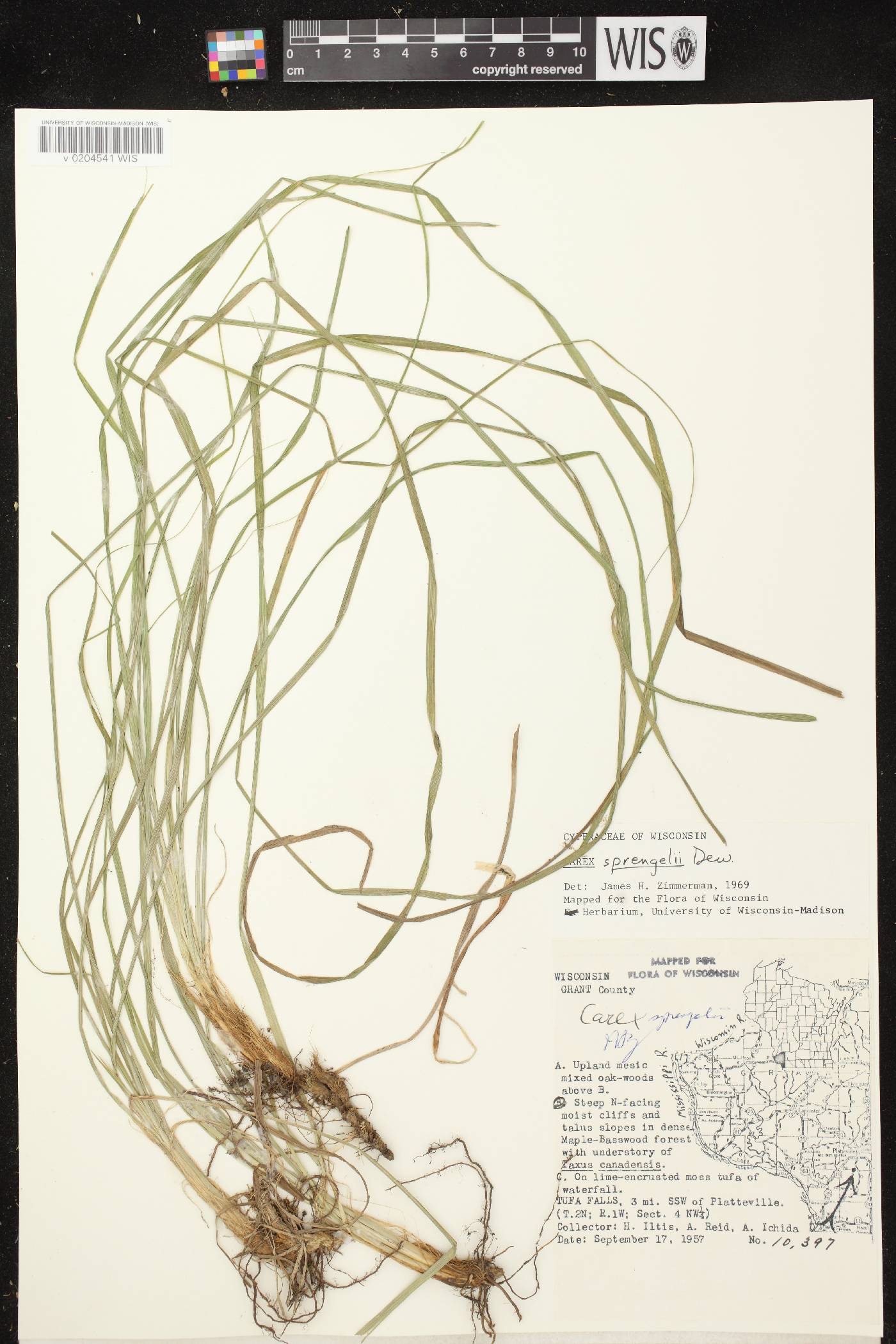 Carex sprengelii image
