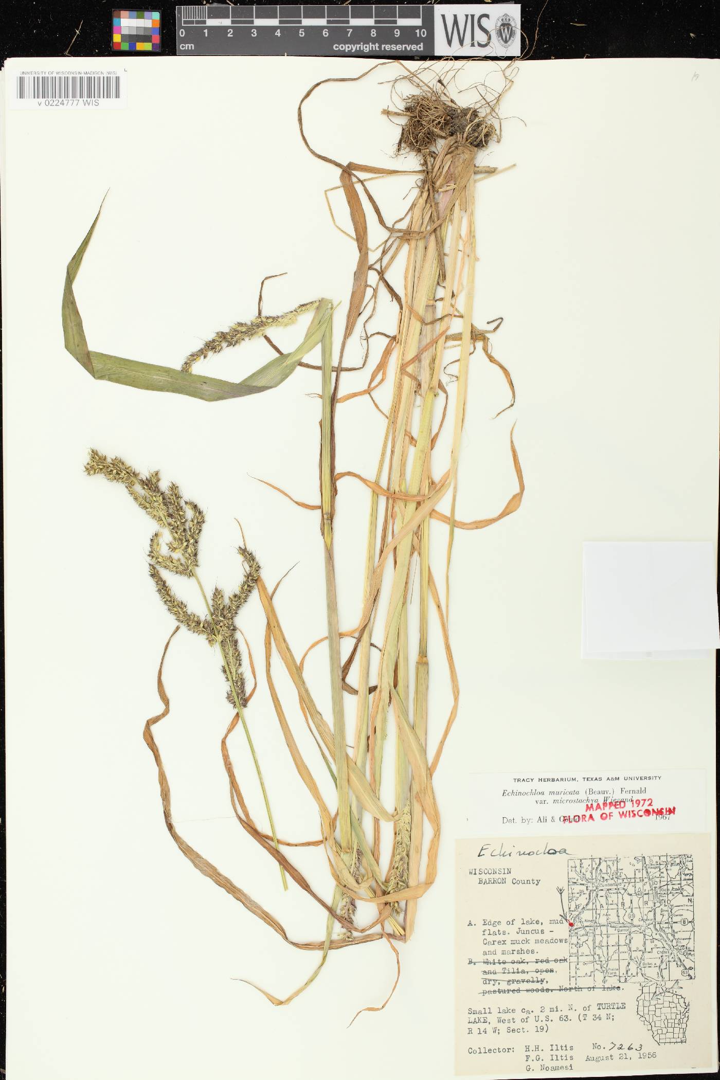 Echinochloa muricata var. microstachya image