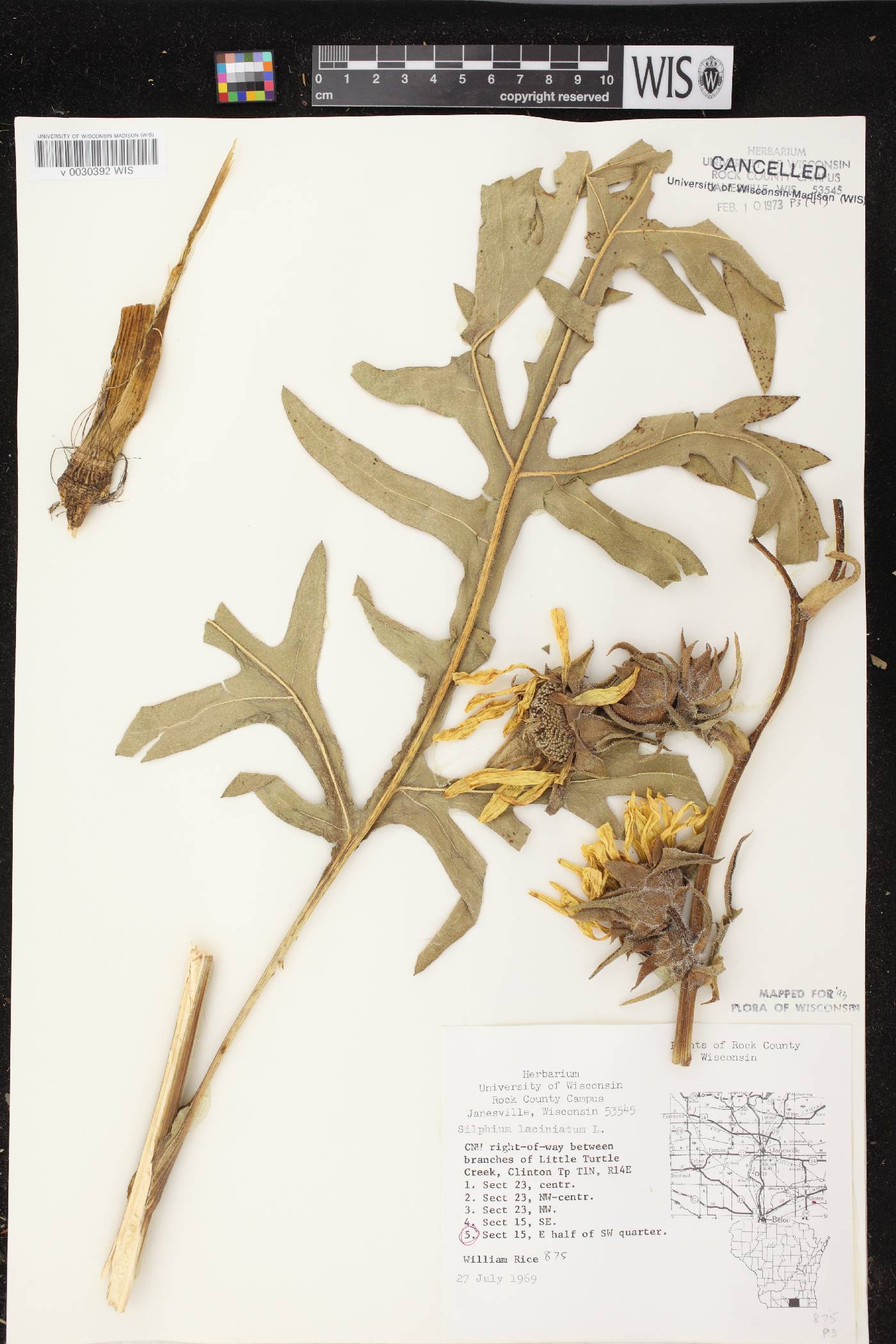 Silphium laciniatum image