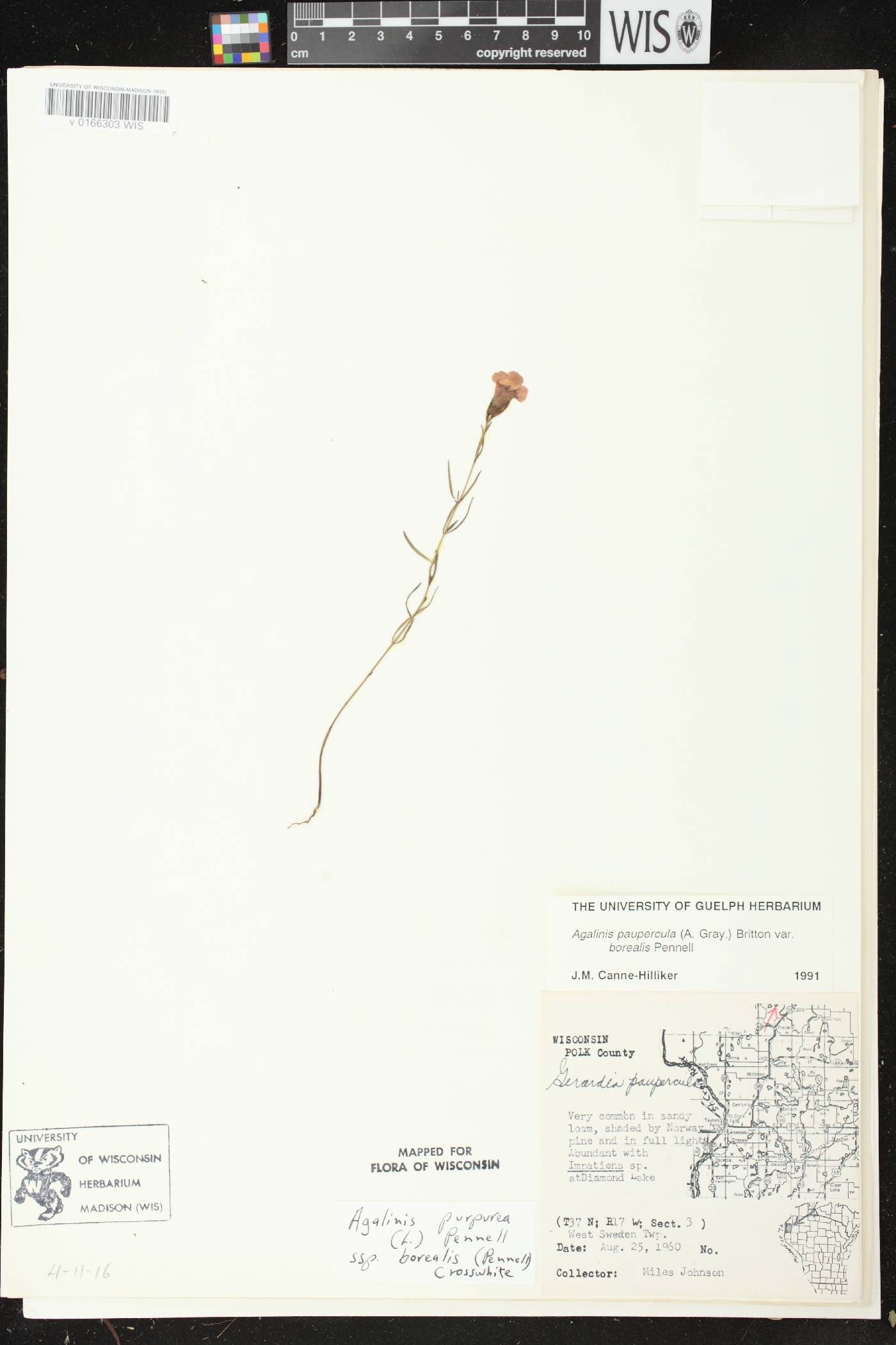 Agalinis paupercula var. borealis image