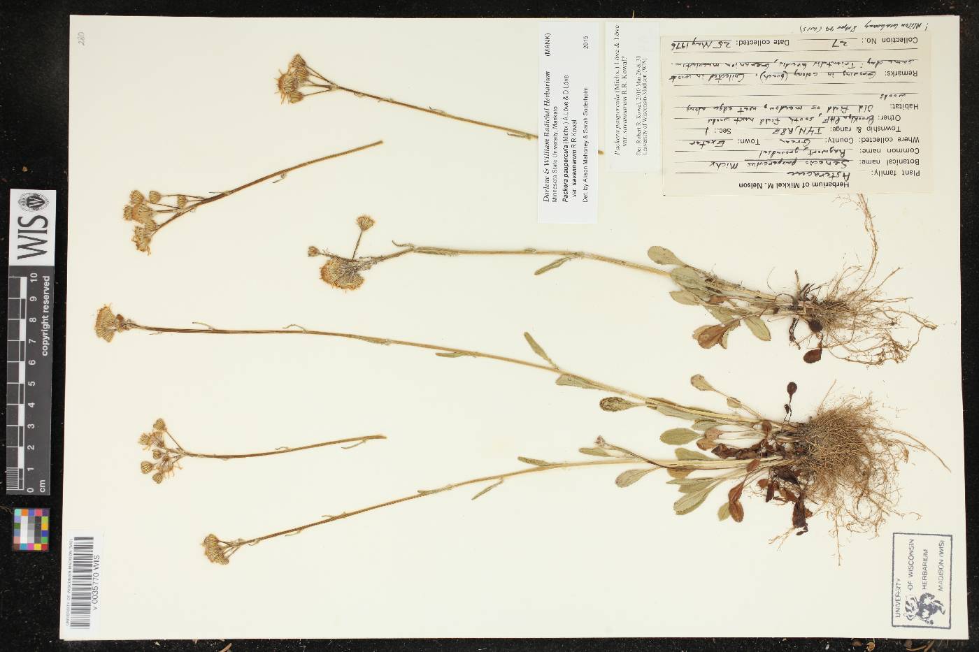 Packera paupercula image