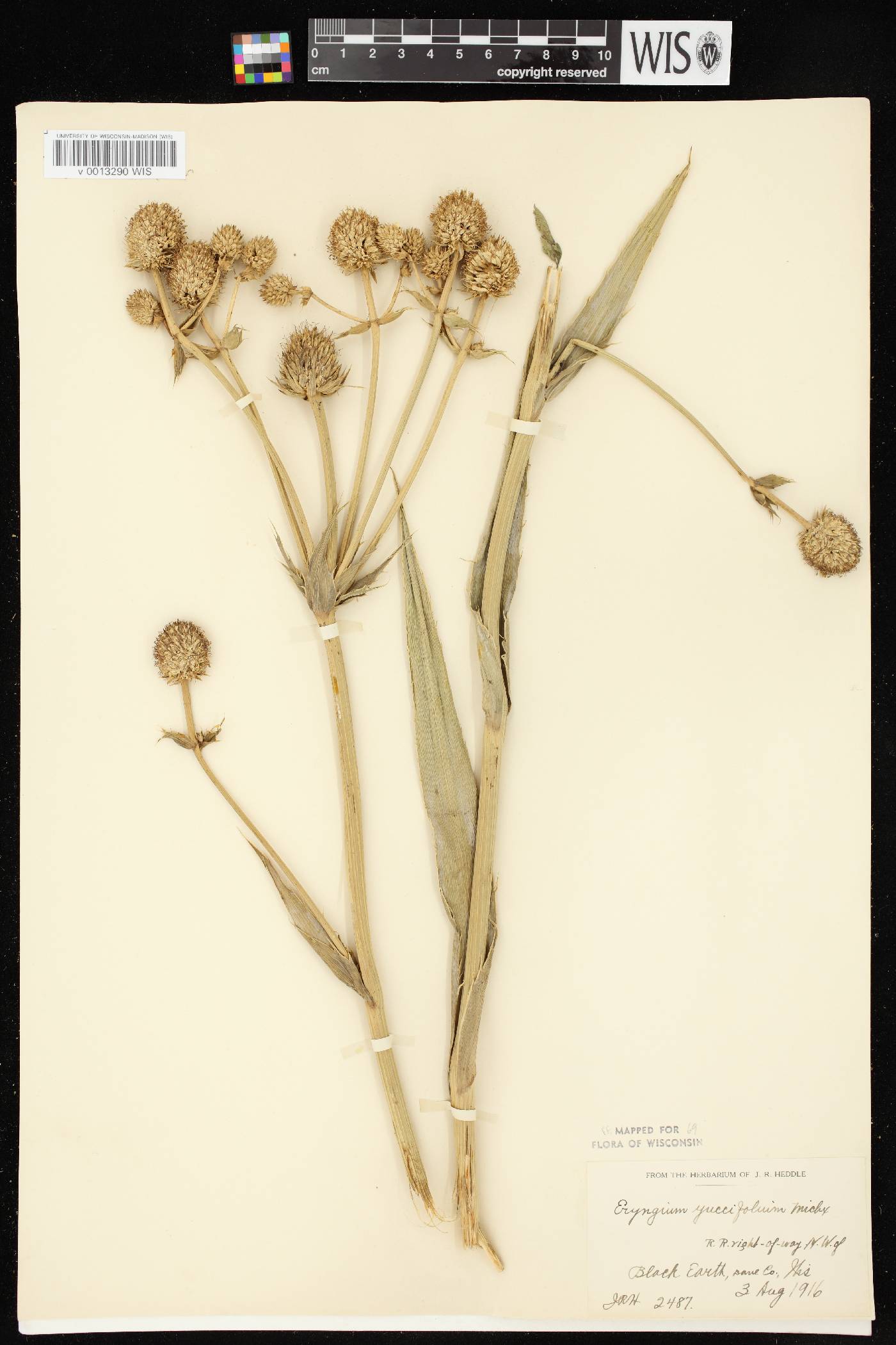 Eryngium yuccifolium image