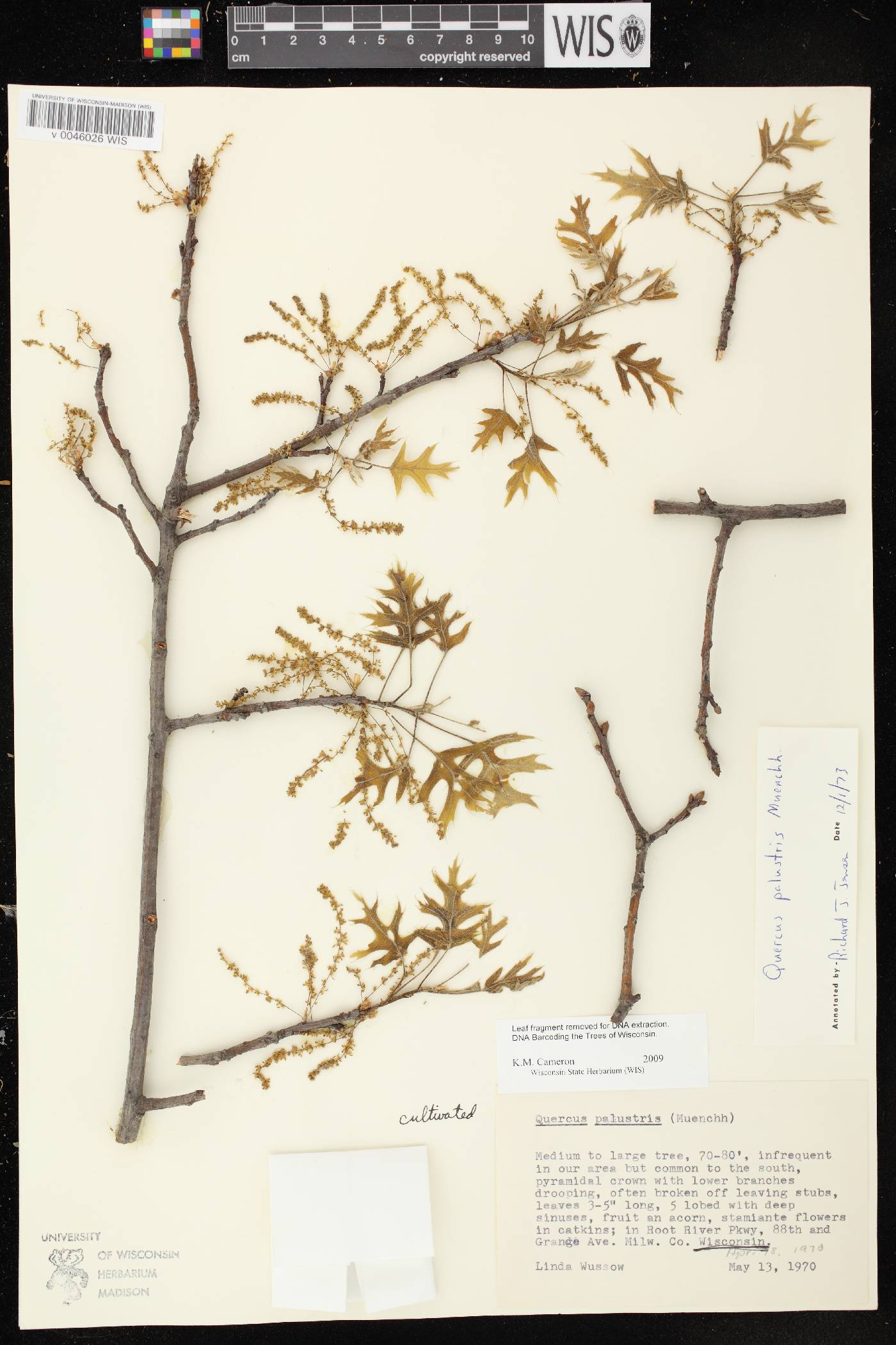 Quercus palustris image