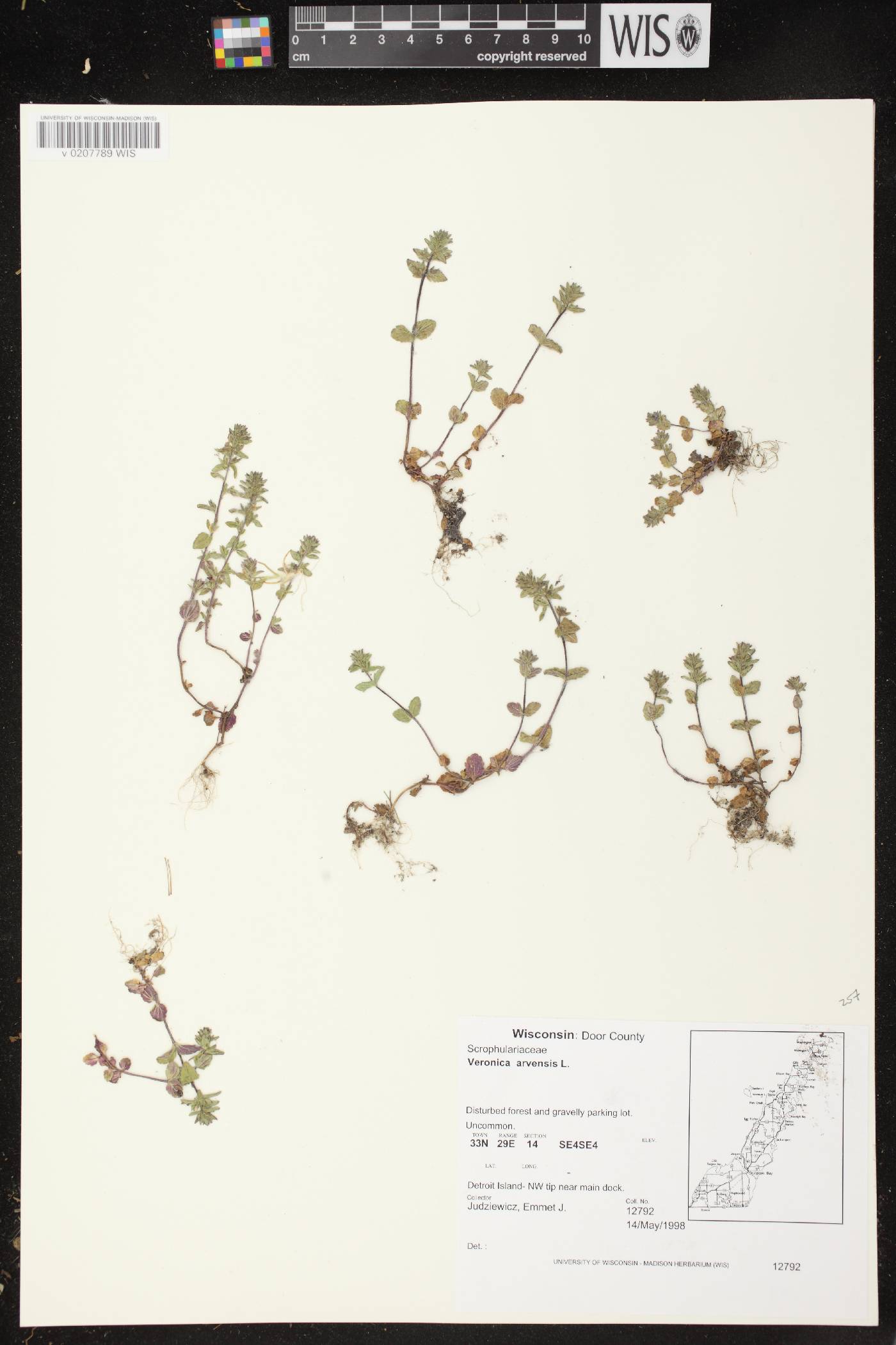 Veronica arvensis image