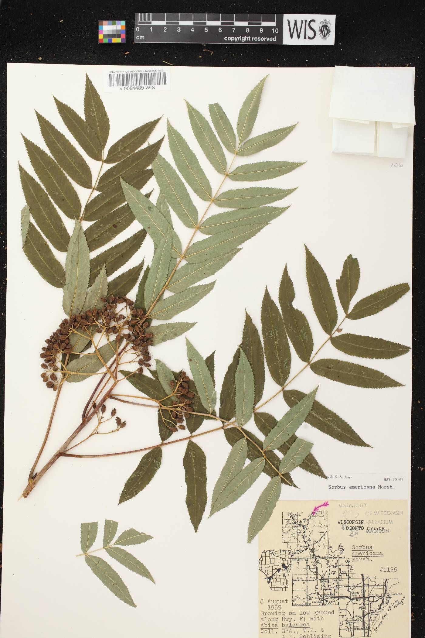 Sorbus americana image