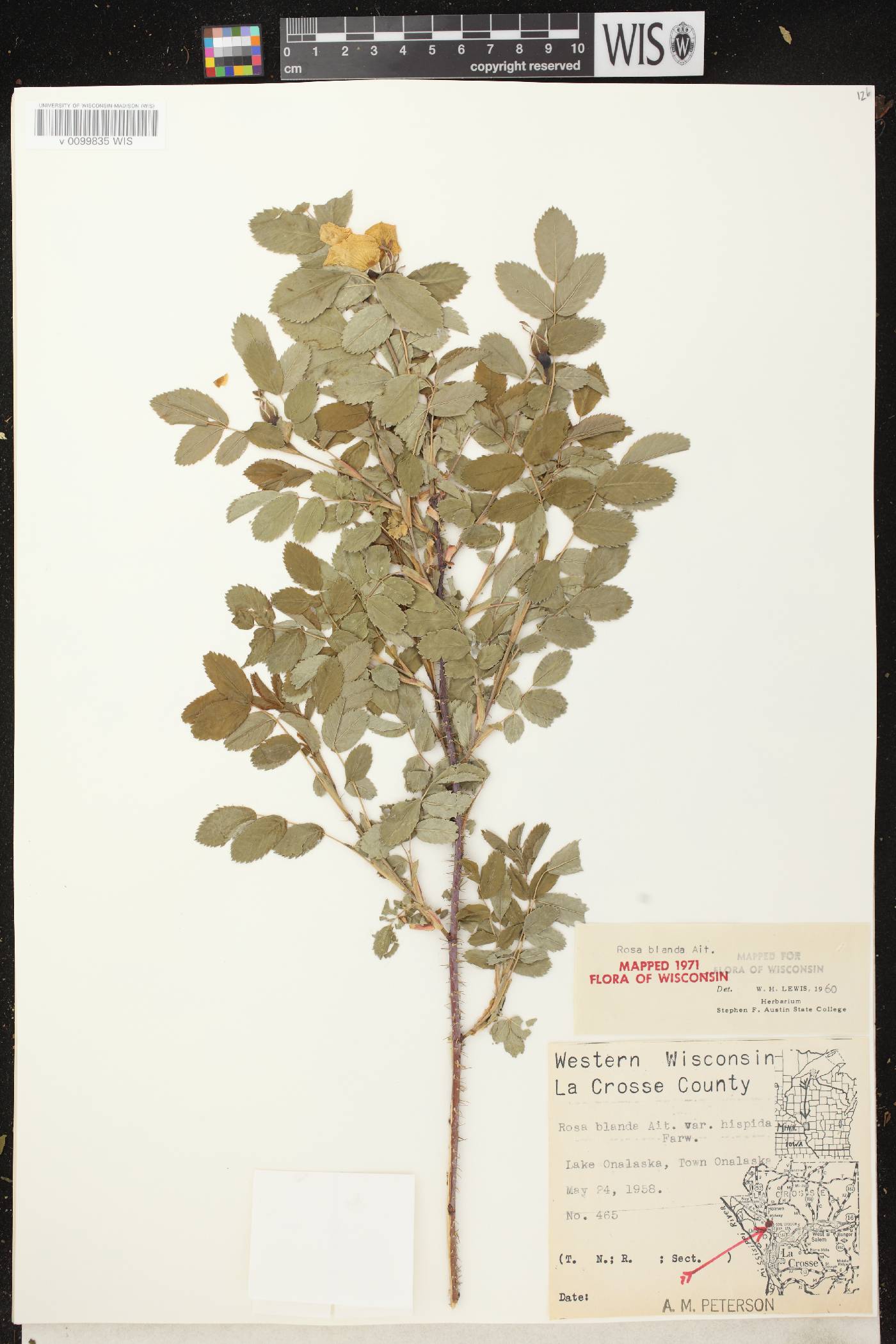 Rosa blanda image