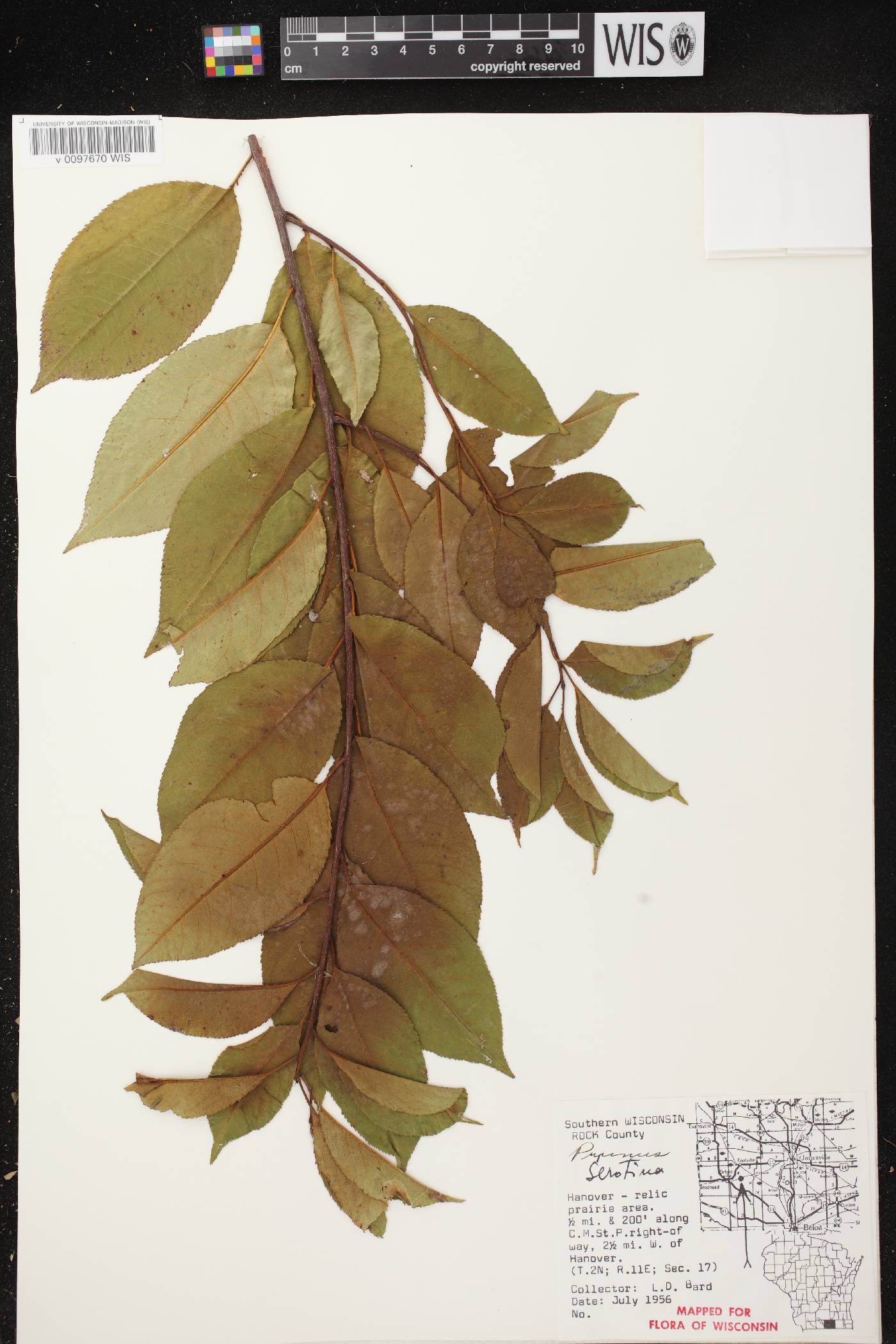Prunus serotina image