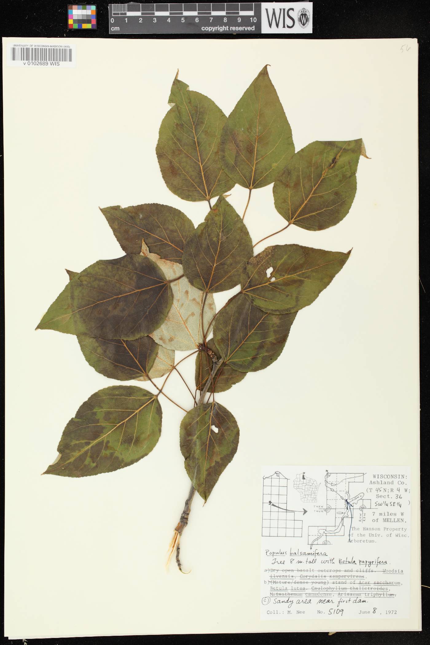 Populus balsamifera image