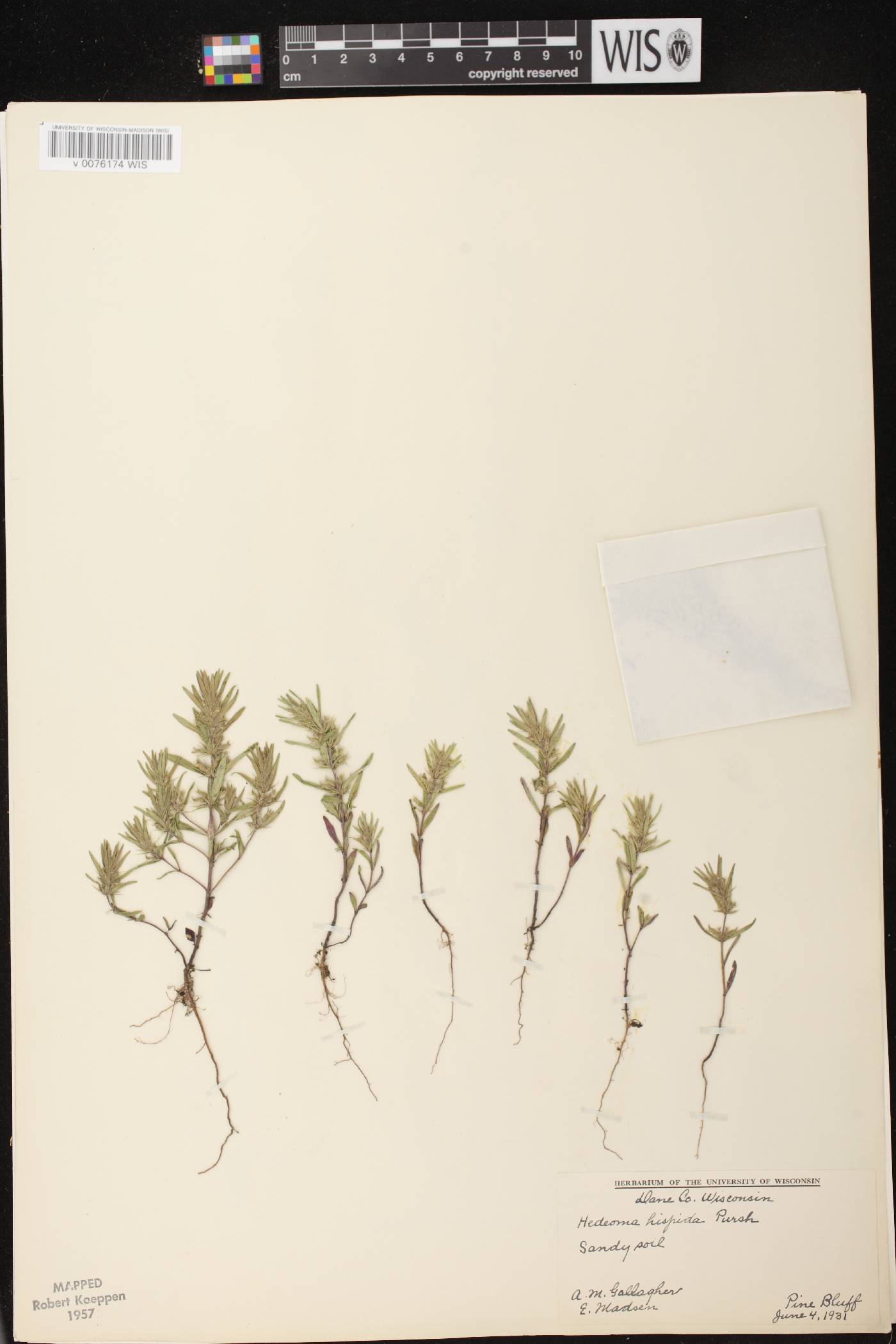 Hedeoma hispida image