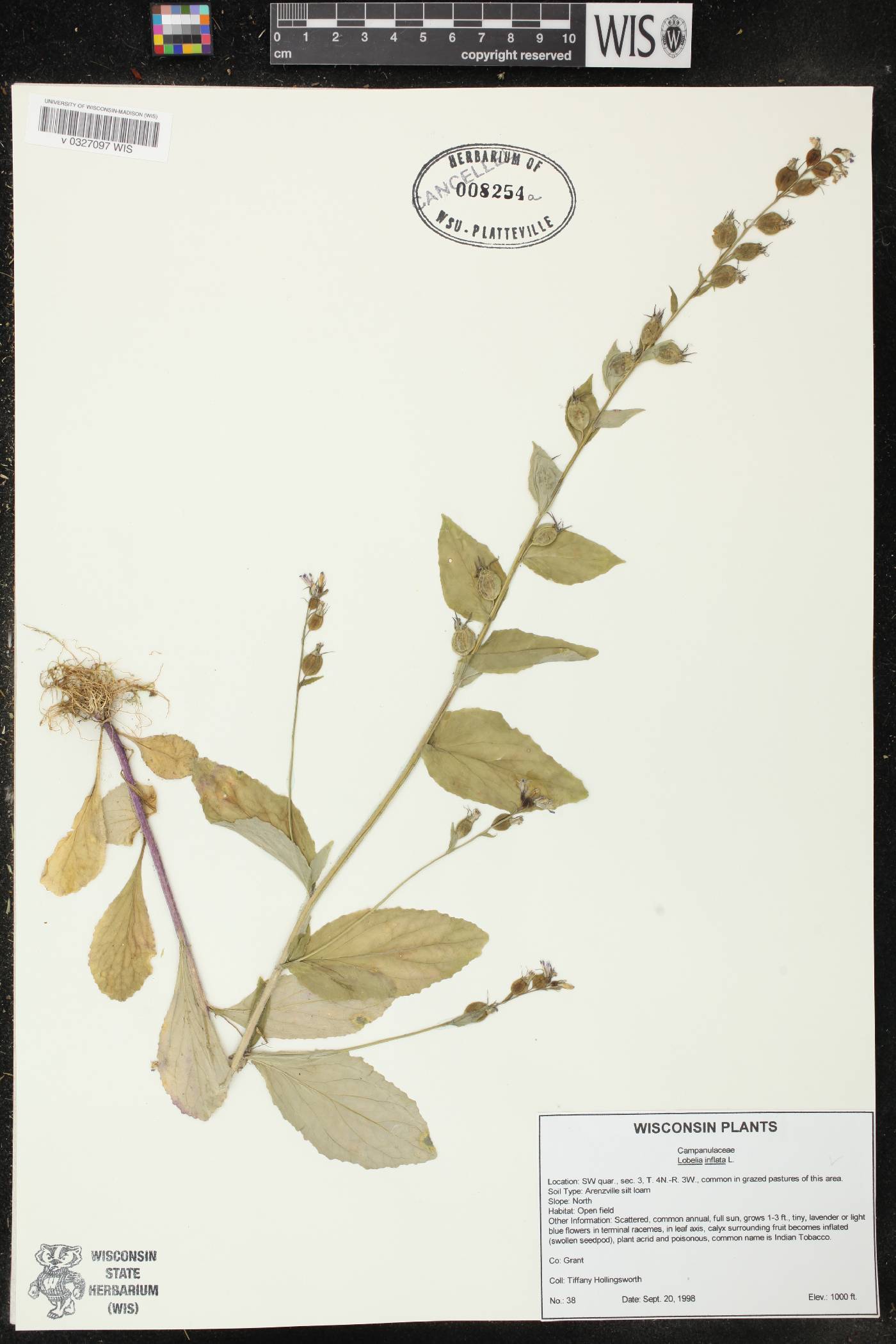 Lobelia inflata image