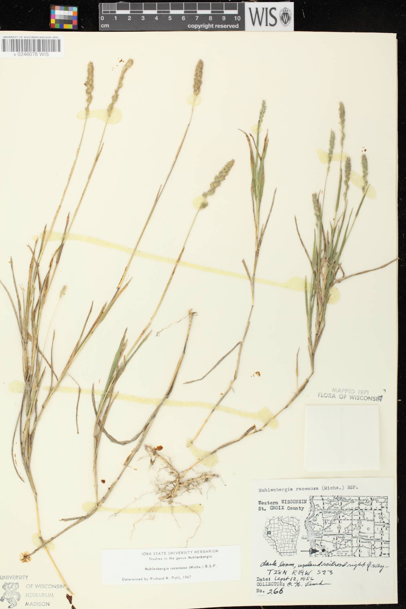 Muhlenbergia racemosa image