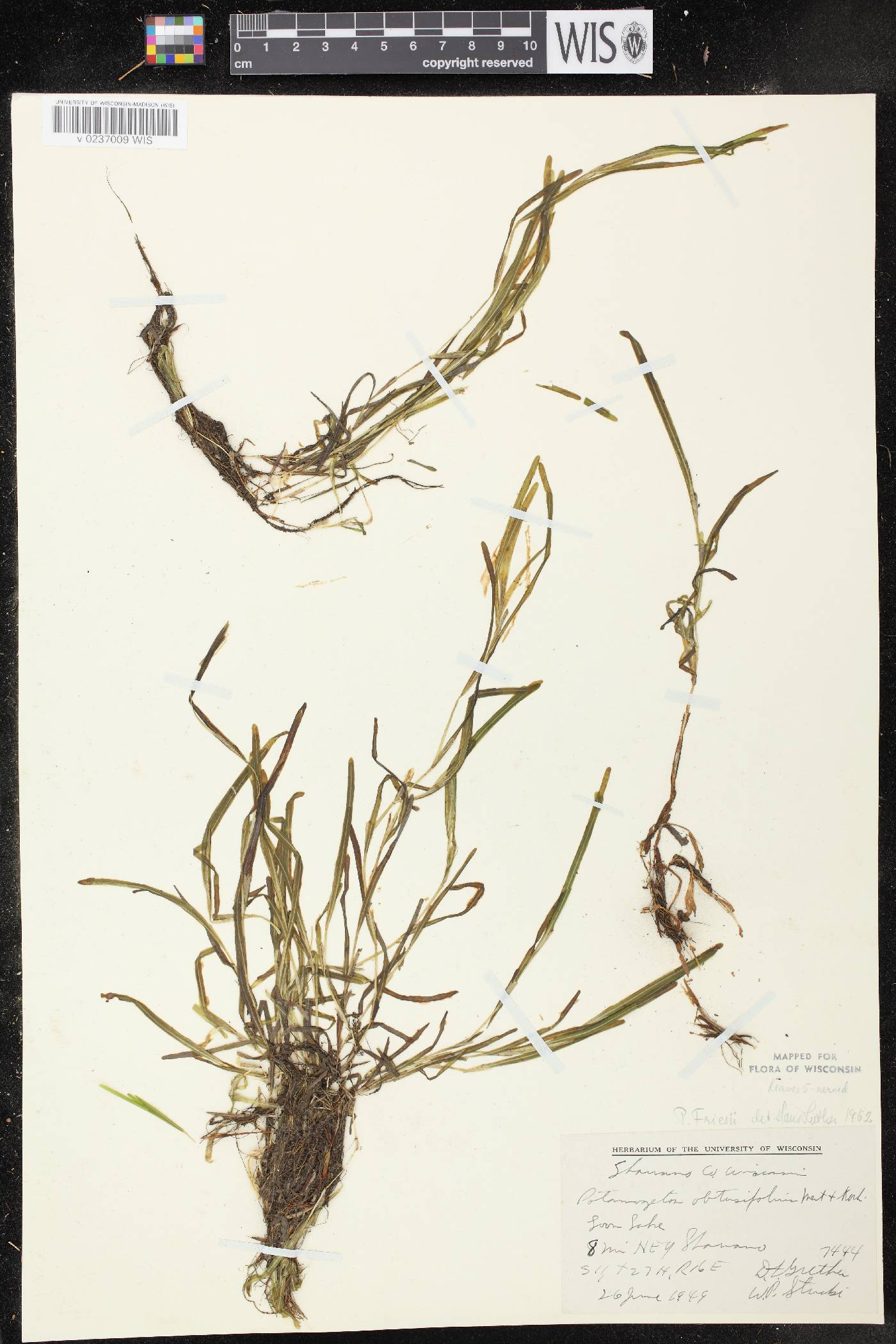 Potamogeton friesii image