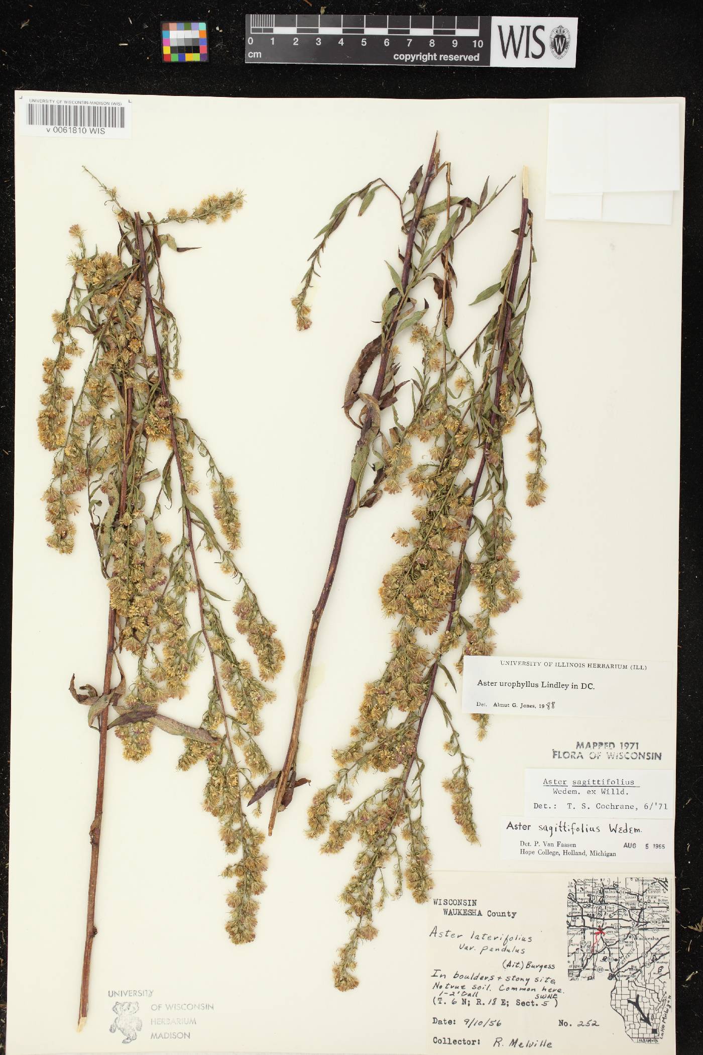 Symphyotrichum urophyllum image