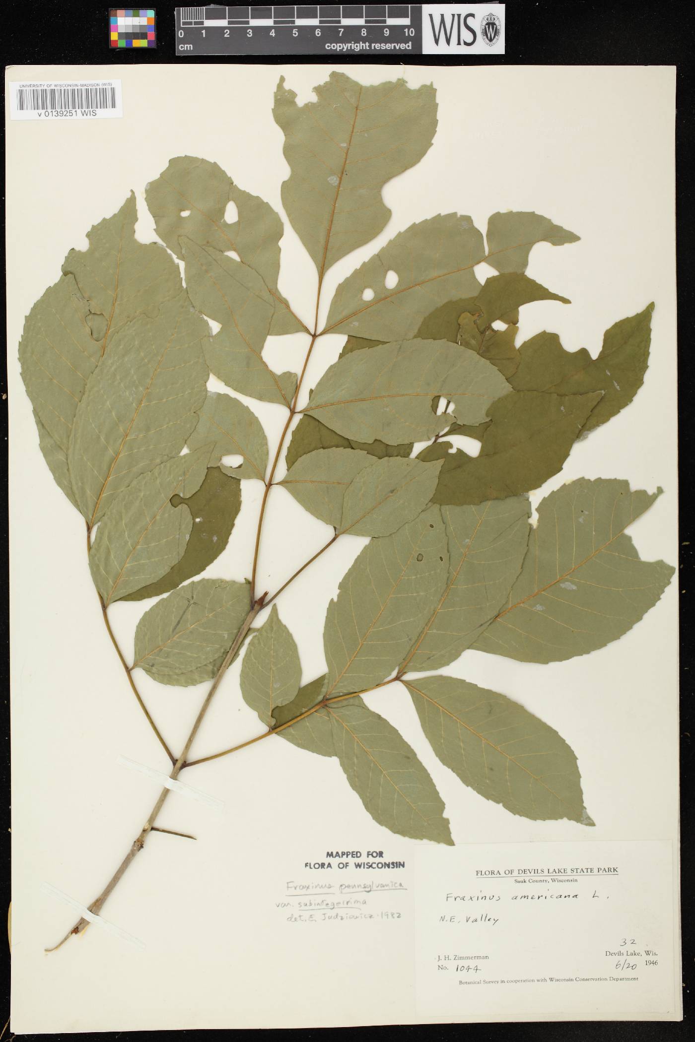 Fraxinus pennsylvanica image