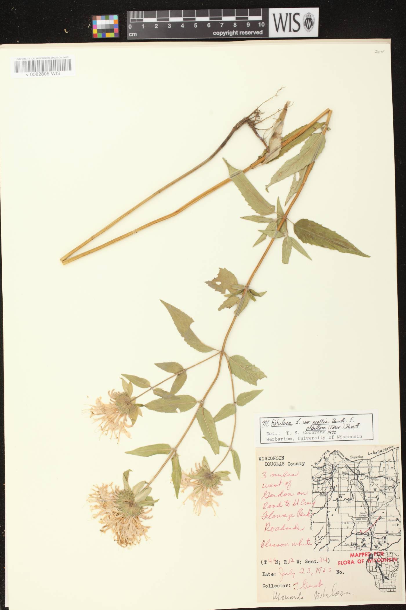 Monarda fistulosa subsp. fistulosa image