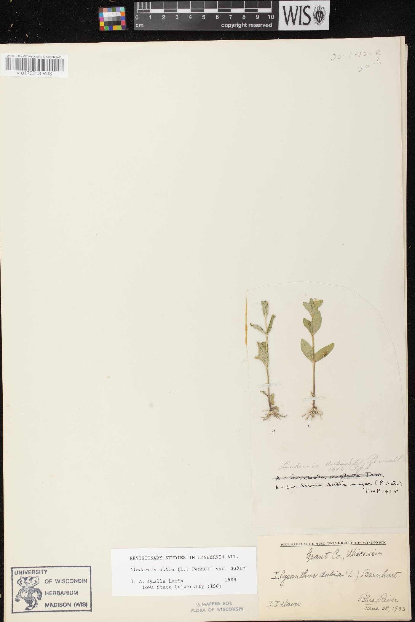 Lindernia dubia image