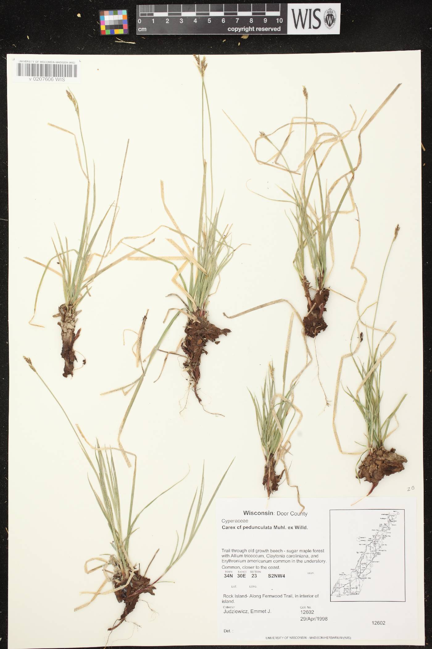 Carex pedunculata image