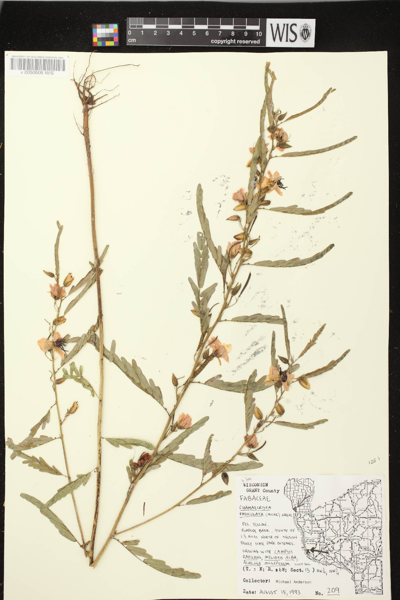 Chamaecrista fasciculata image
