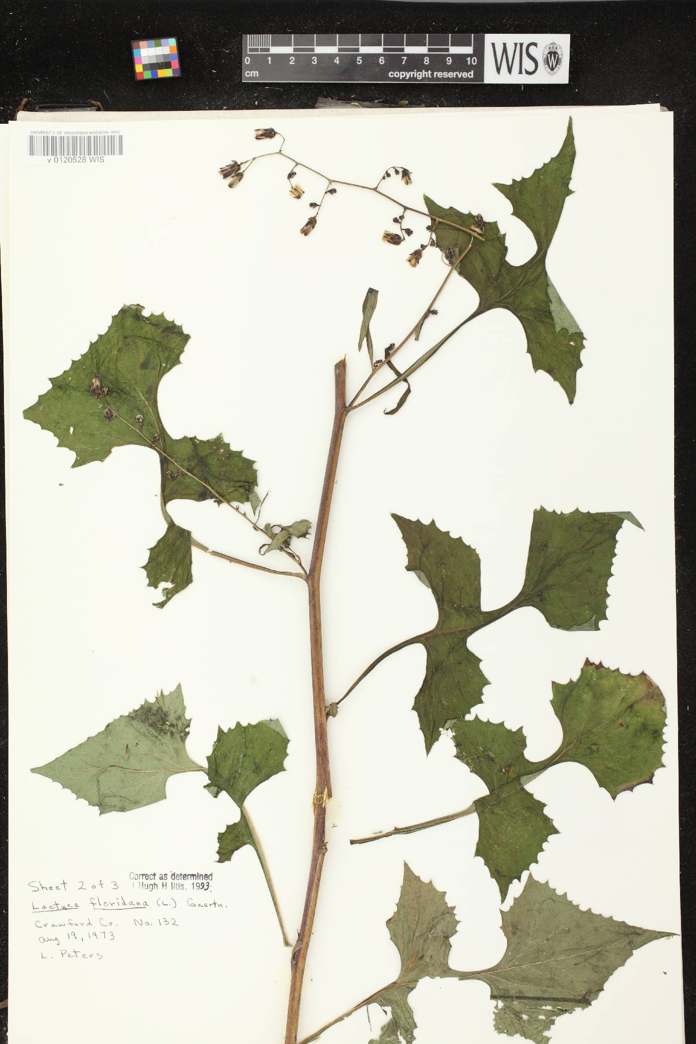 Lactuca floridana image