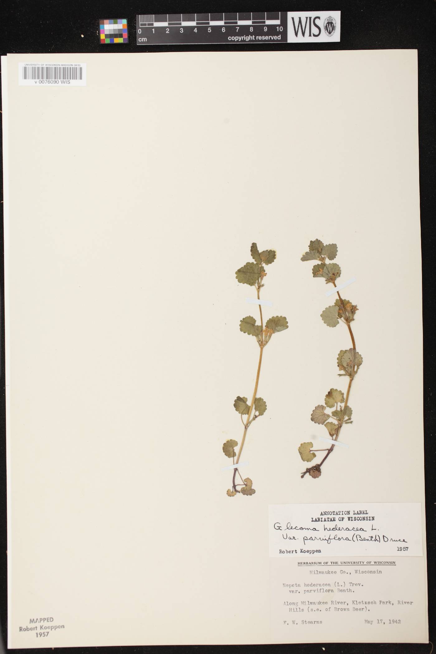 Glechoma hederacea image