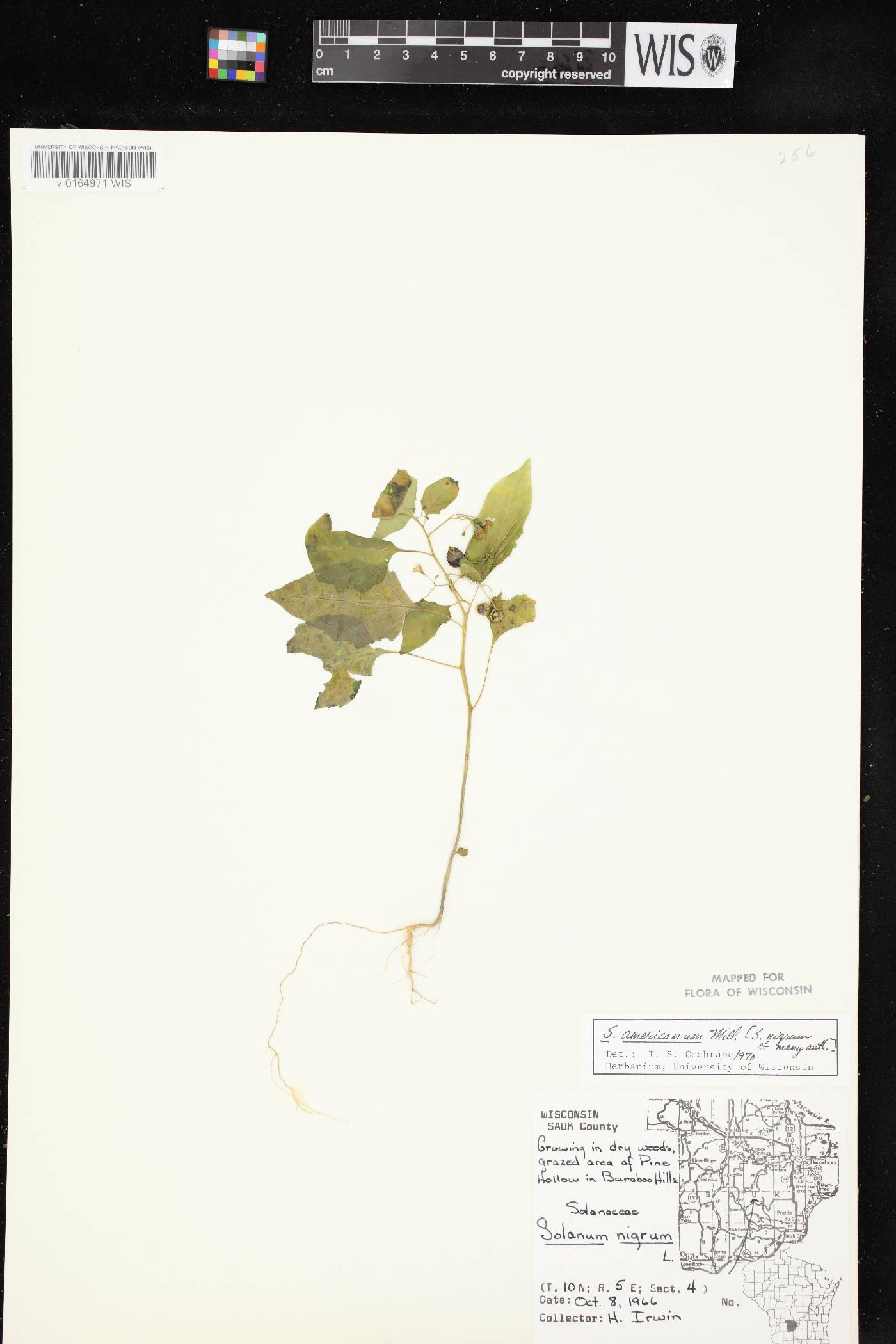 Solanum ptychanthum image