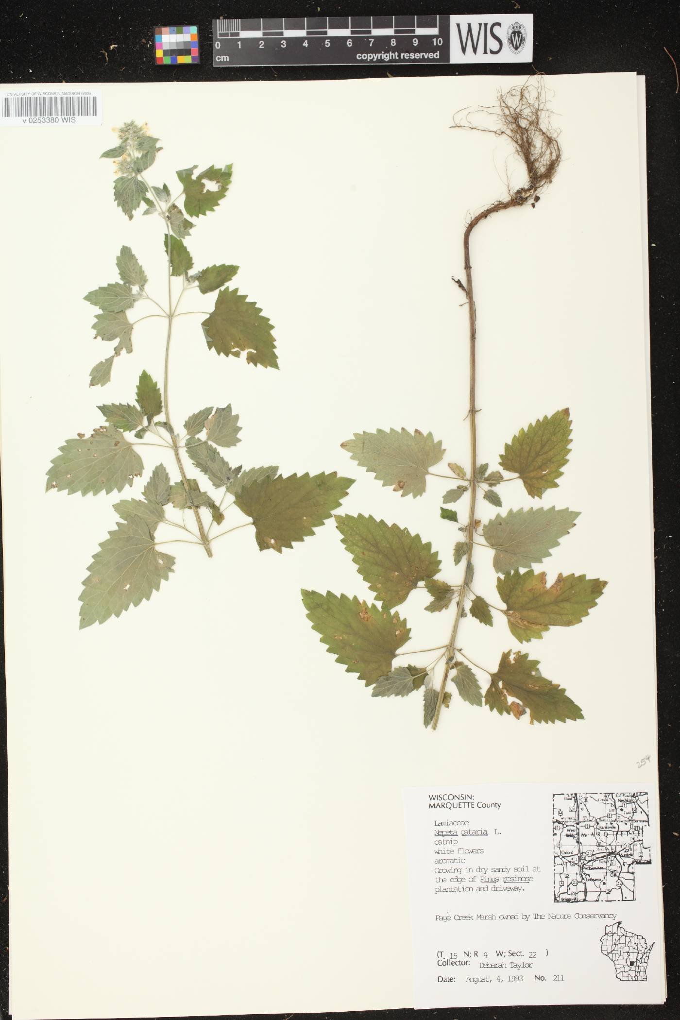 Nepeta cataria image