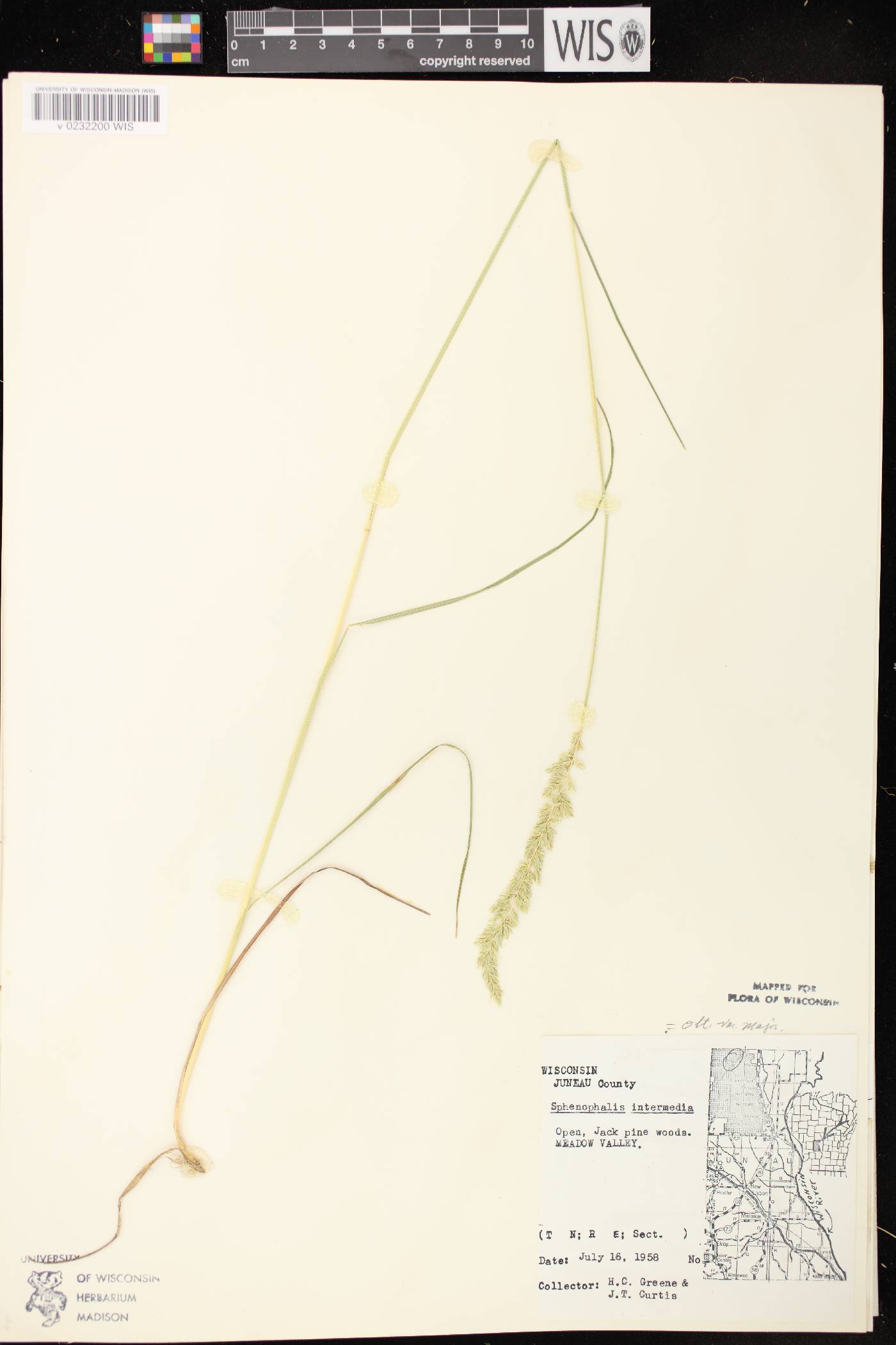 Sphenopholis intermedia image