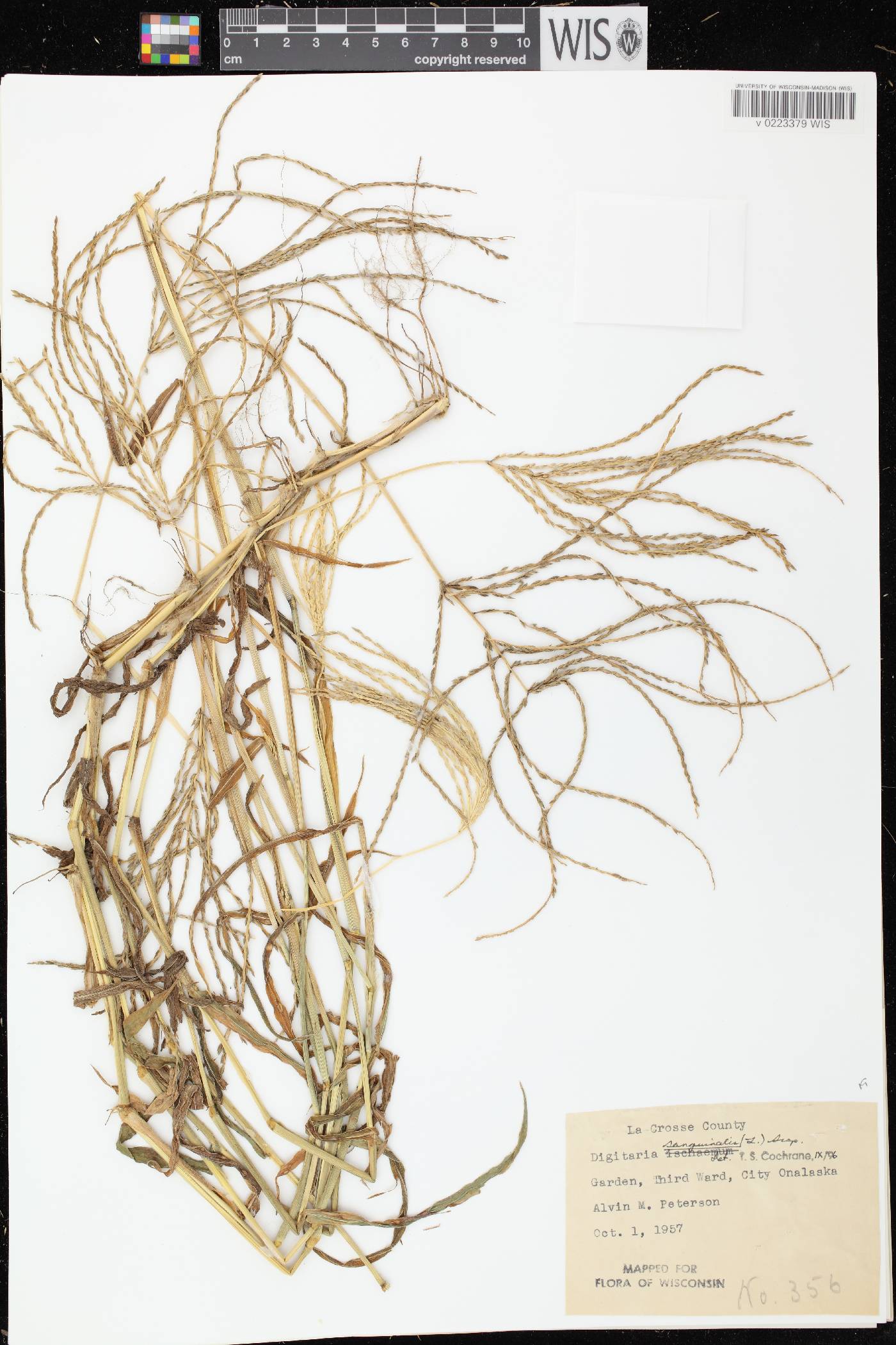 Digitaria sanguinalis image