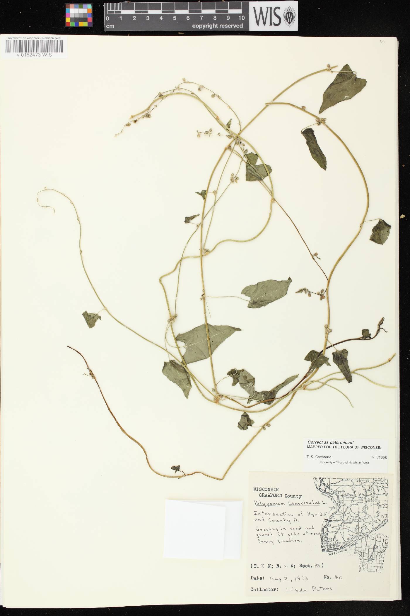 Fallopia convolvulus image