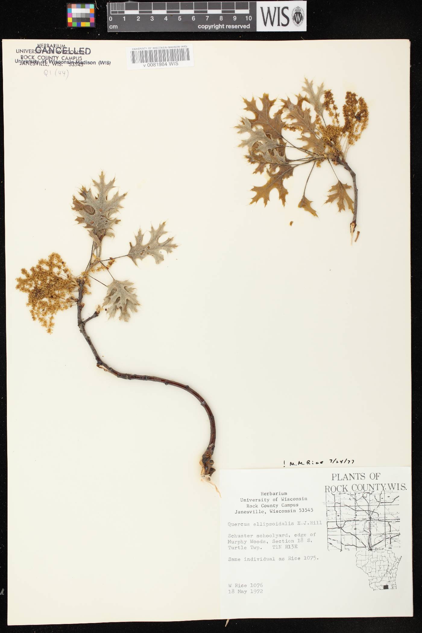Quercus ellipsoidalis image