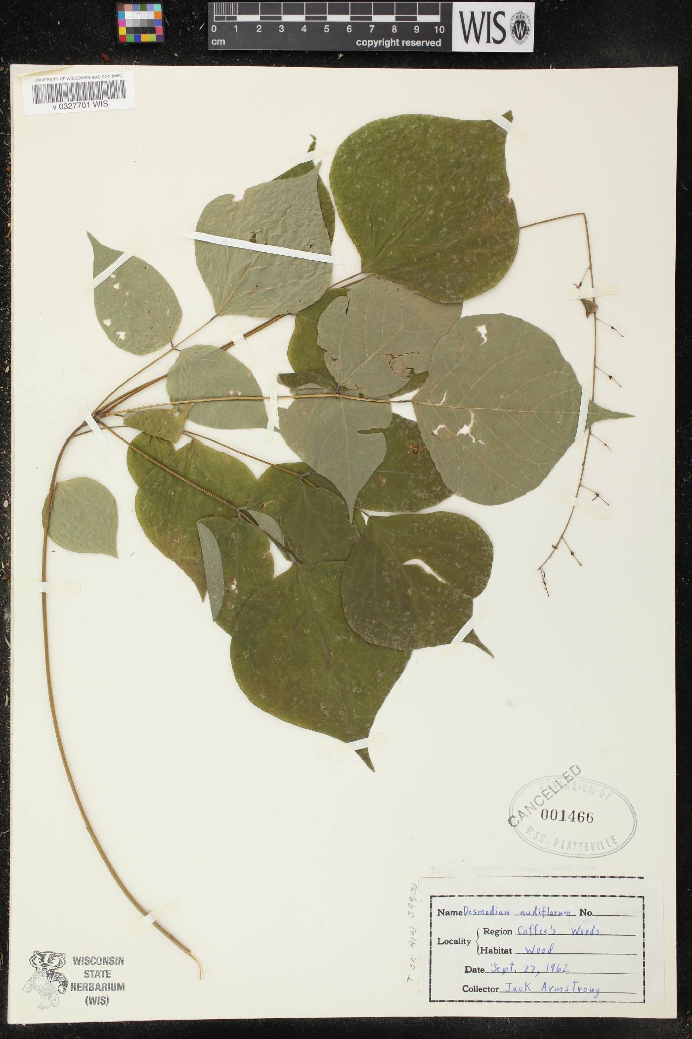 Hylodesmum glutinosum image