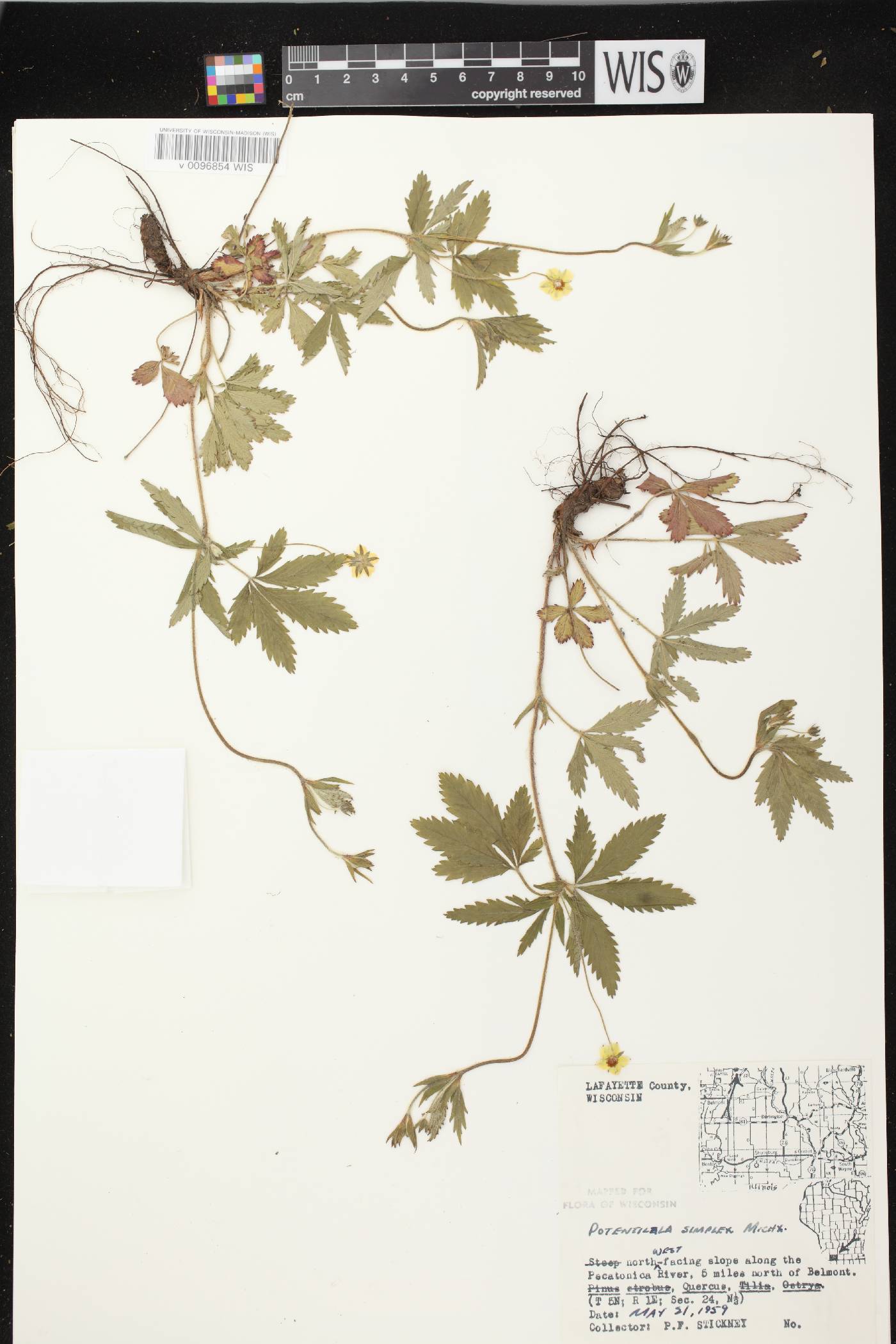 Potentilla simplex image