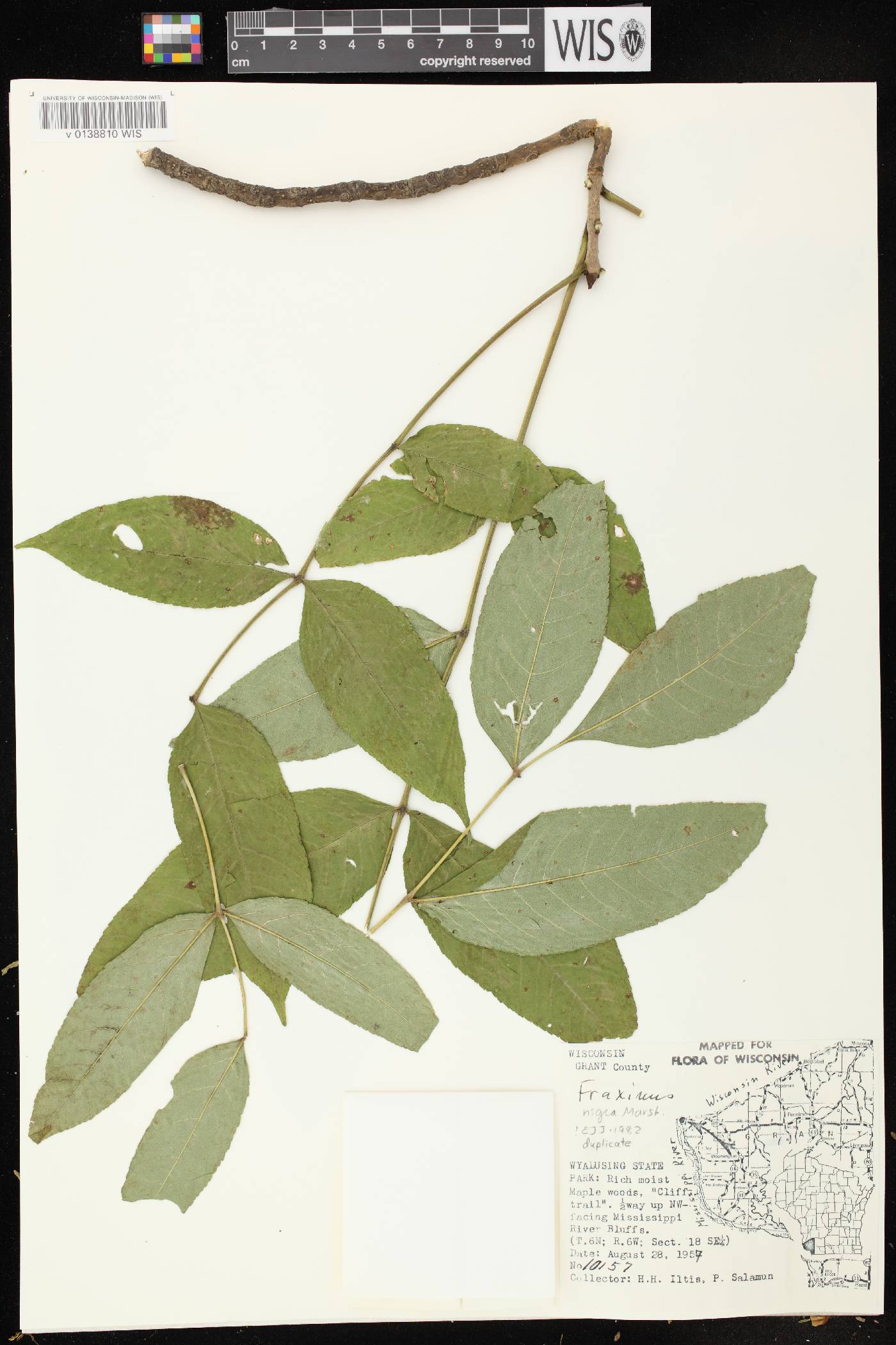 Fraxinus nigra image
