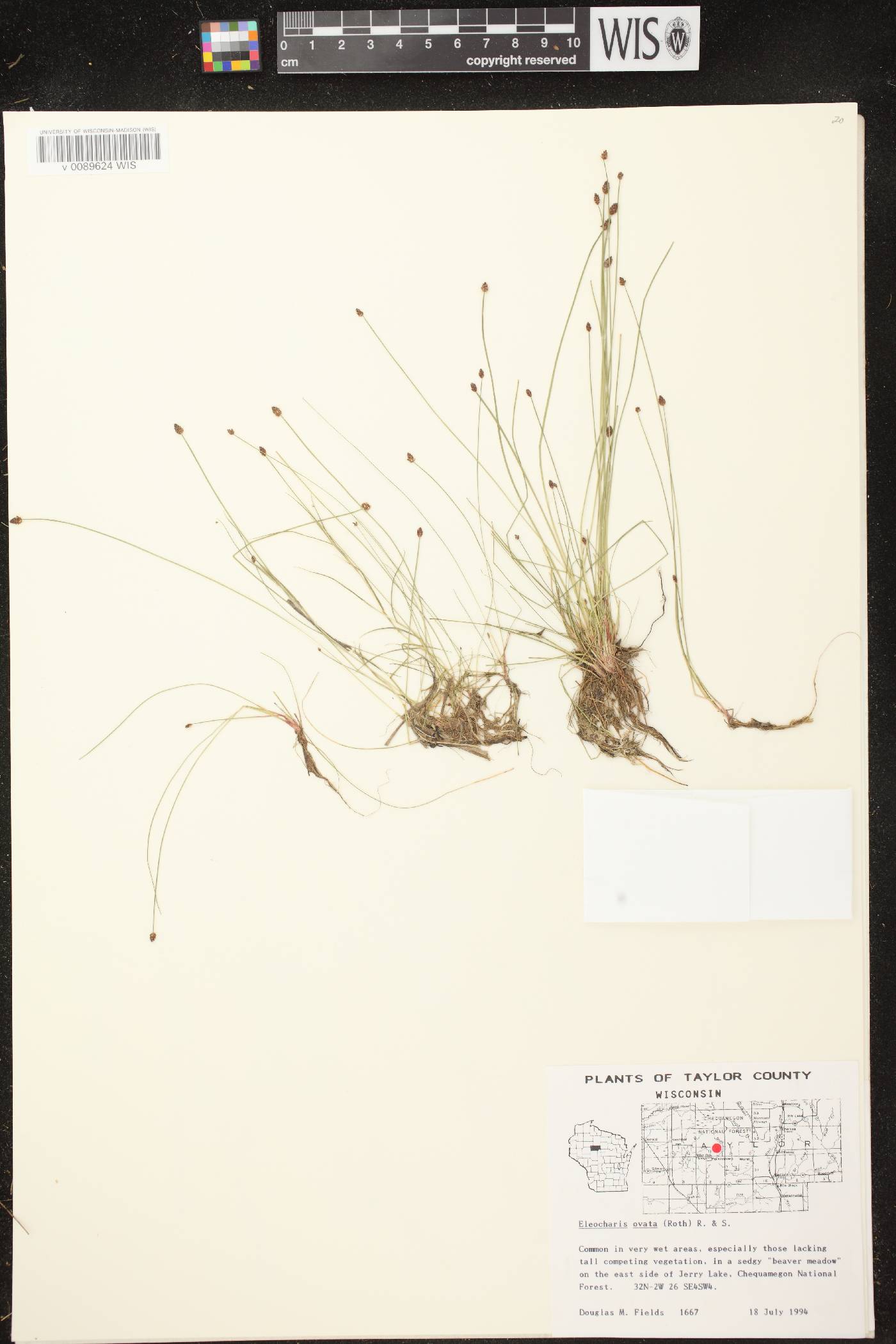 Eleocharis ovata image