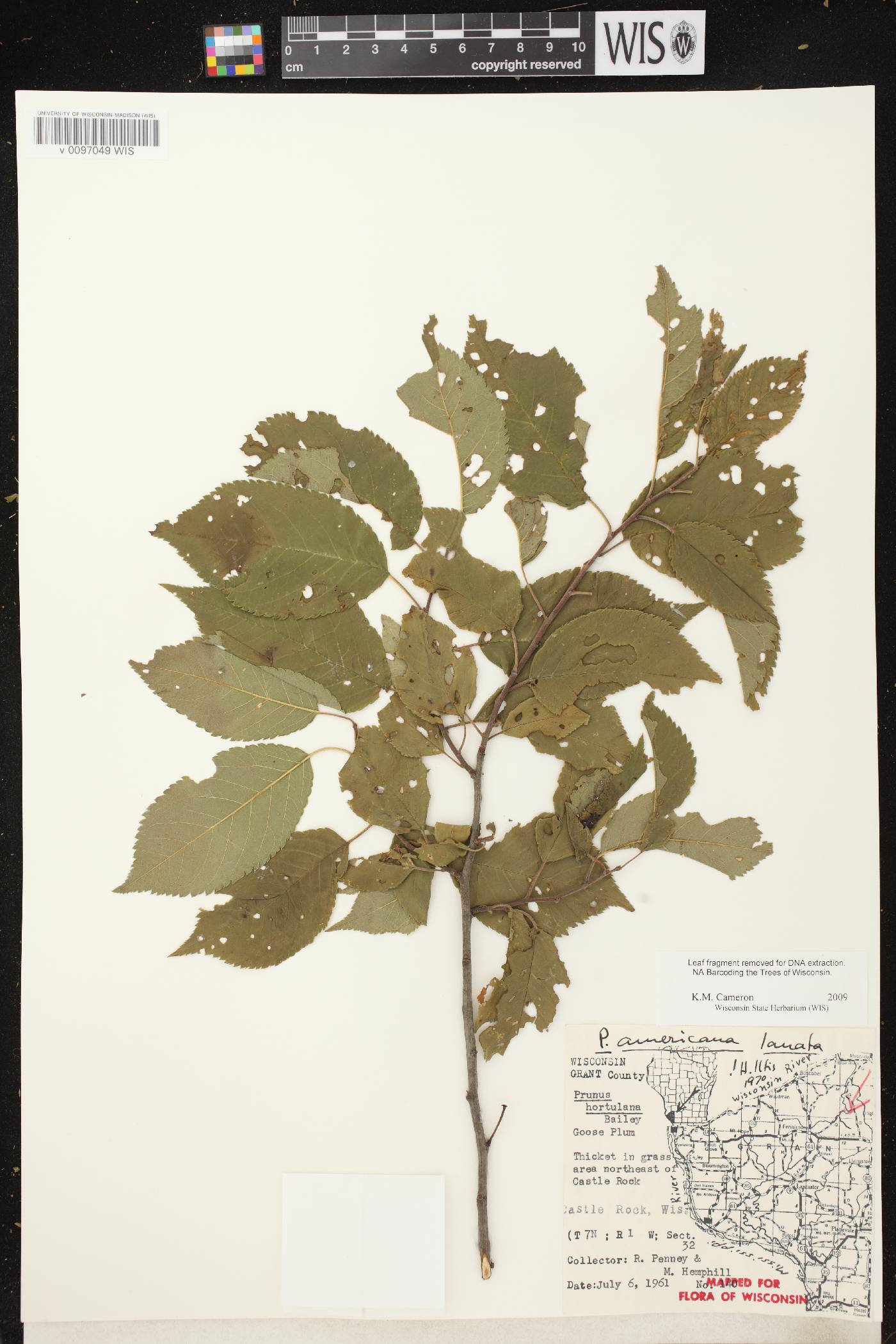 Prunus americana image