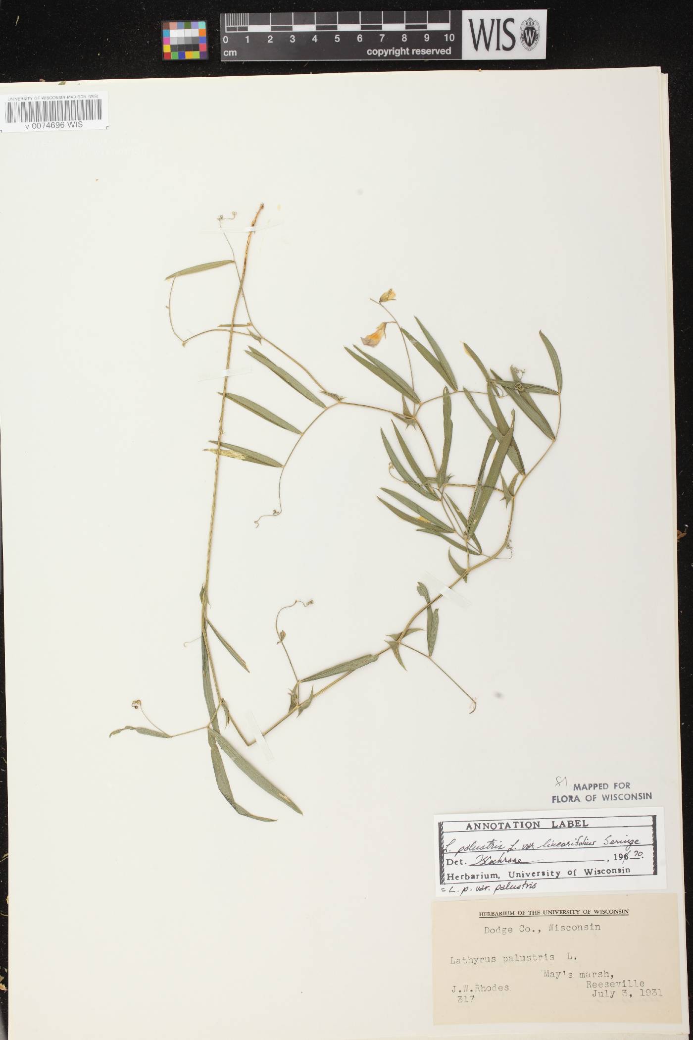 Lathyrus palustris image