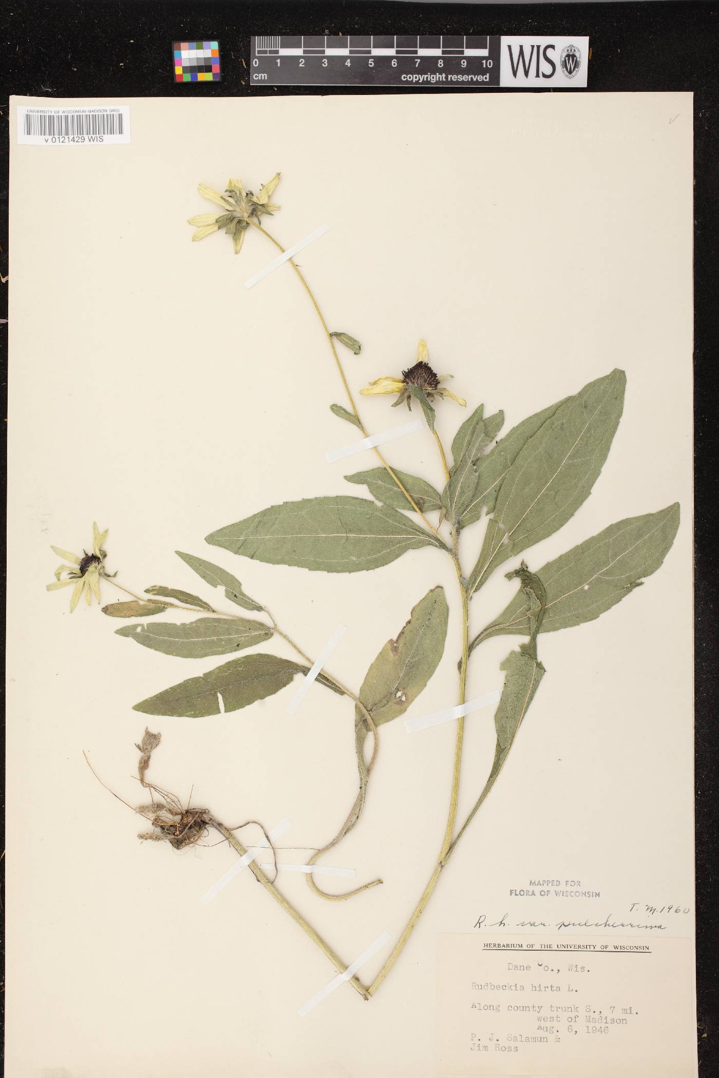 Rudbeckia hirta image