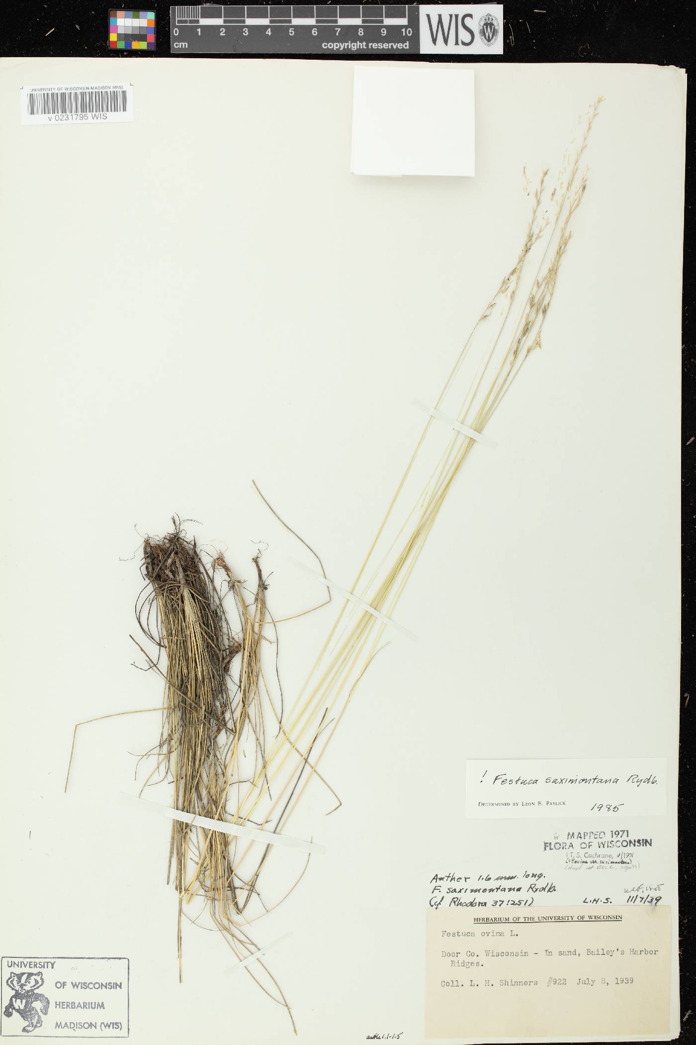 Festuca saximontana subsp. saximontana image