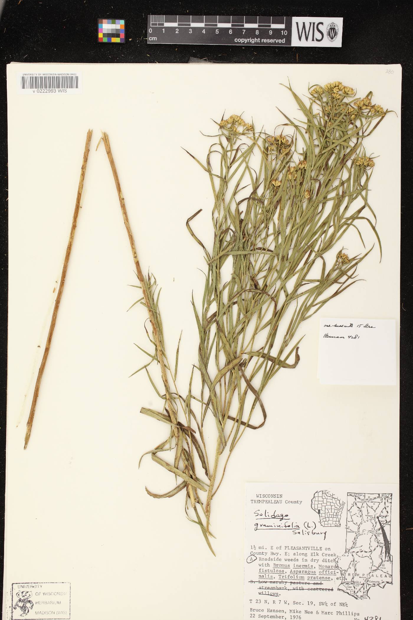 Euthamia graminifolia image