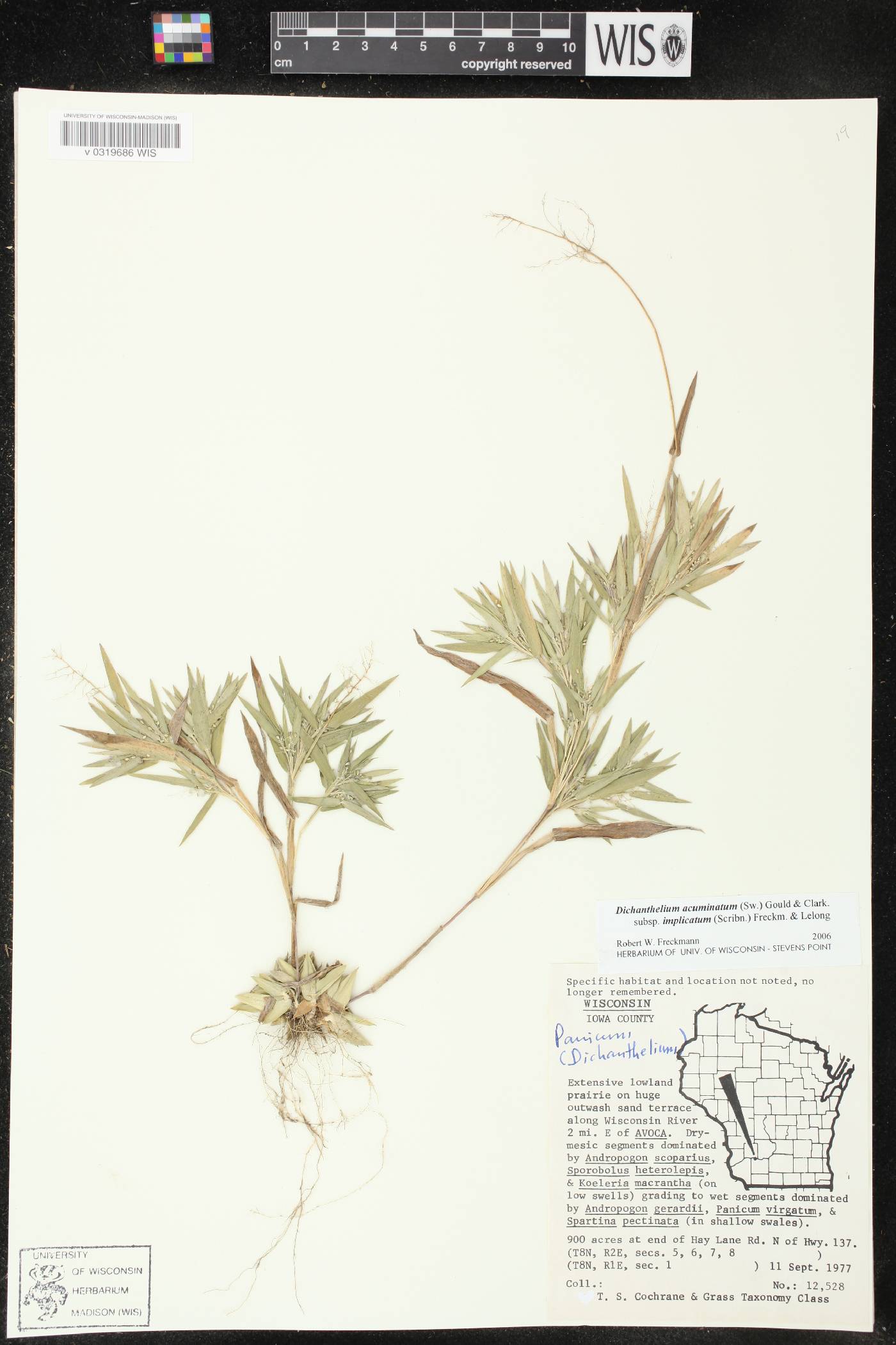 Dichanthelium meridionale image