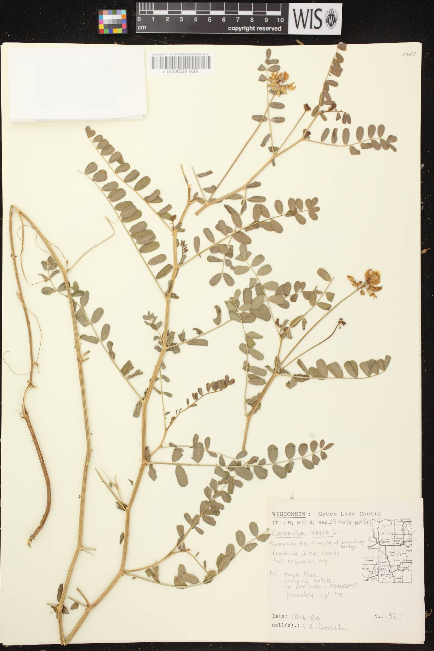 Securigera varia image